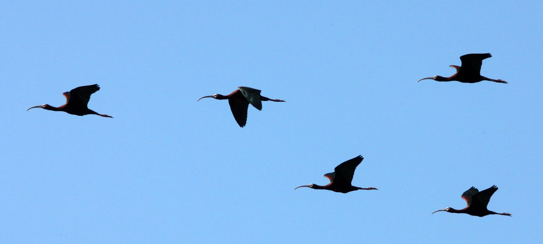 IBIS - WHITE-FACED  IBIS - Plegadis chihi - KERN NATIONAL WILDLIFE REFUGE CALIFORNIA (30).JPG