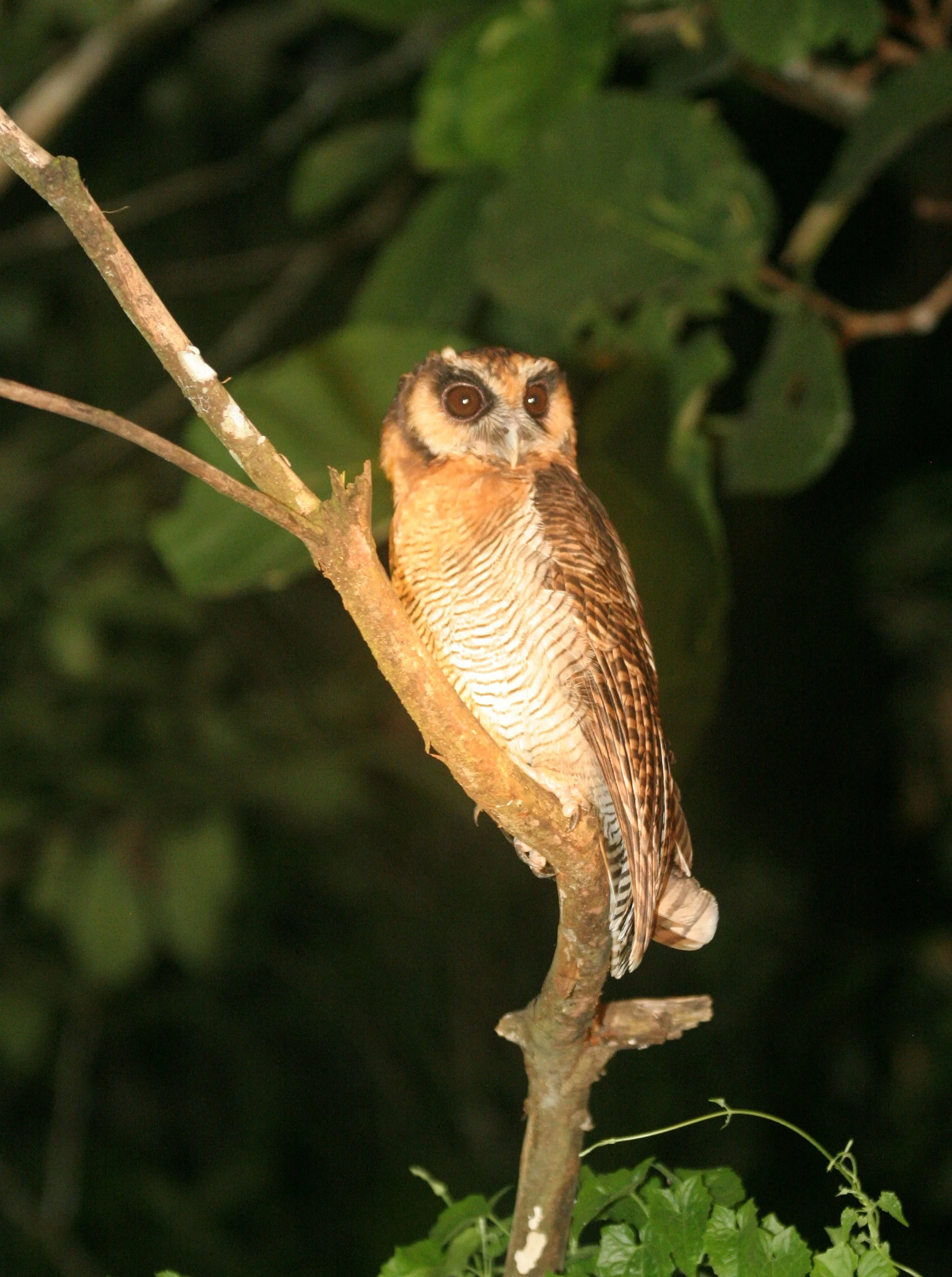 Strix leptogrammica - BROWN WOOD-OWL - TABIN WILDLIFE RESERVE BORNEO (6).JPG