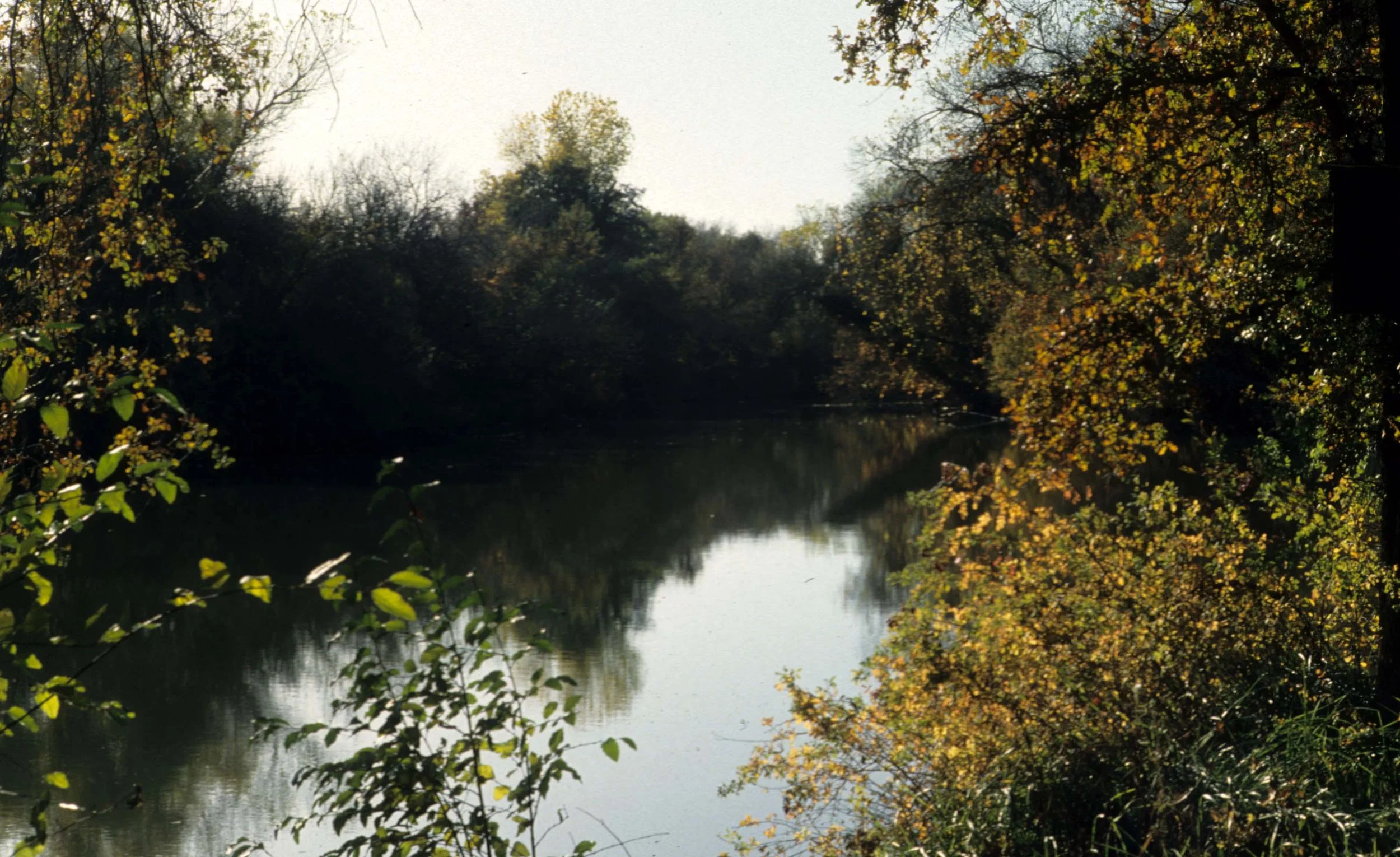 CALIFORNIA - COSUMNES RIVER PRESERVE.jpg