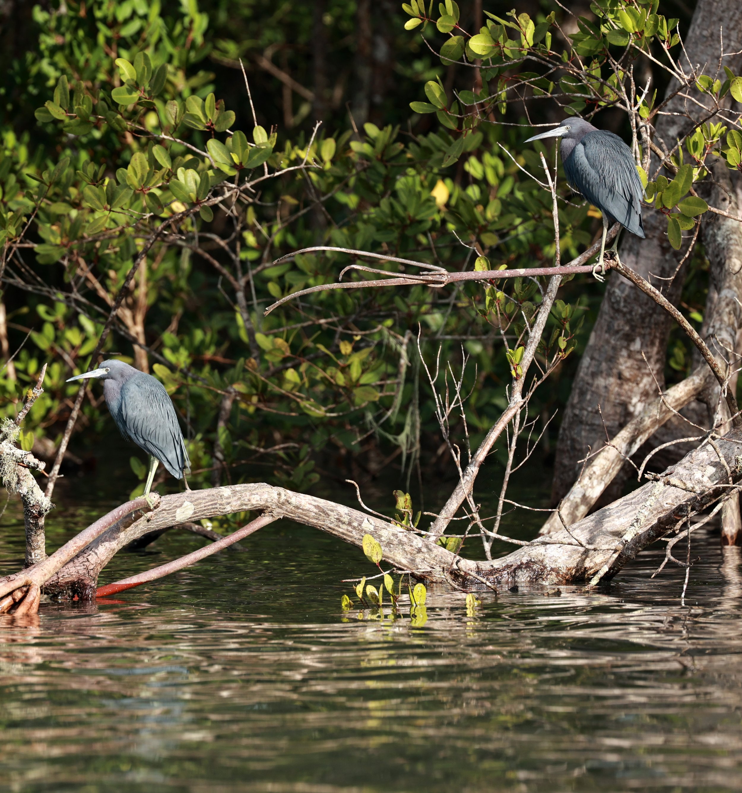 Little Blue Heron (Egretta caerulea) Superagüi National Park, Brazil (4).jpg