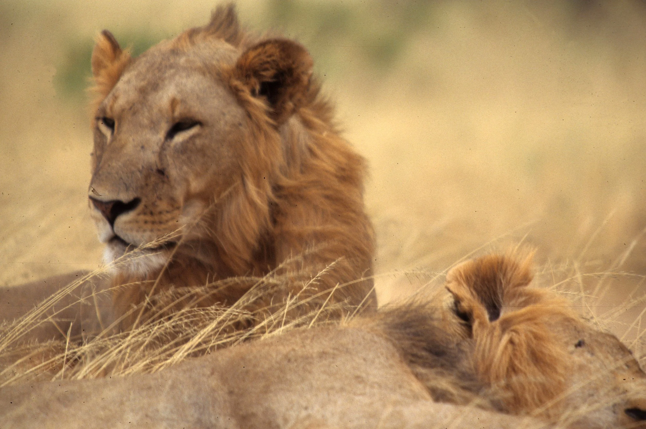 FELID - LION - SHABA (11).jpg