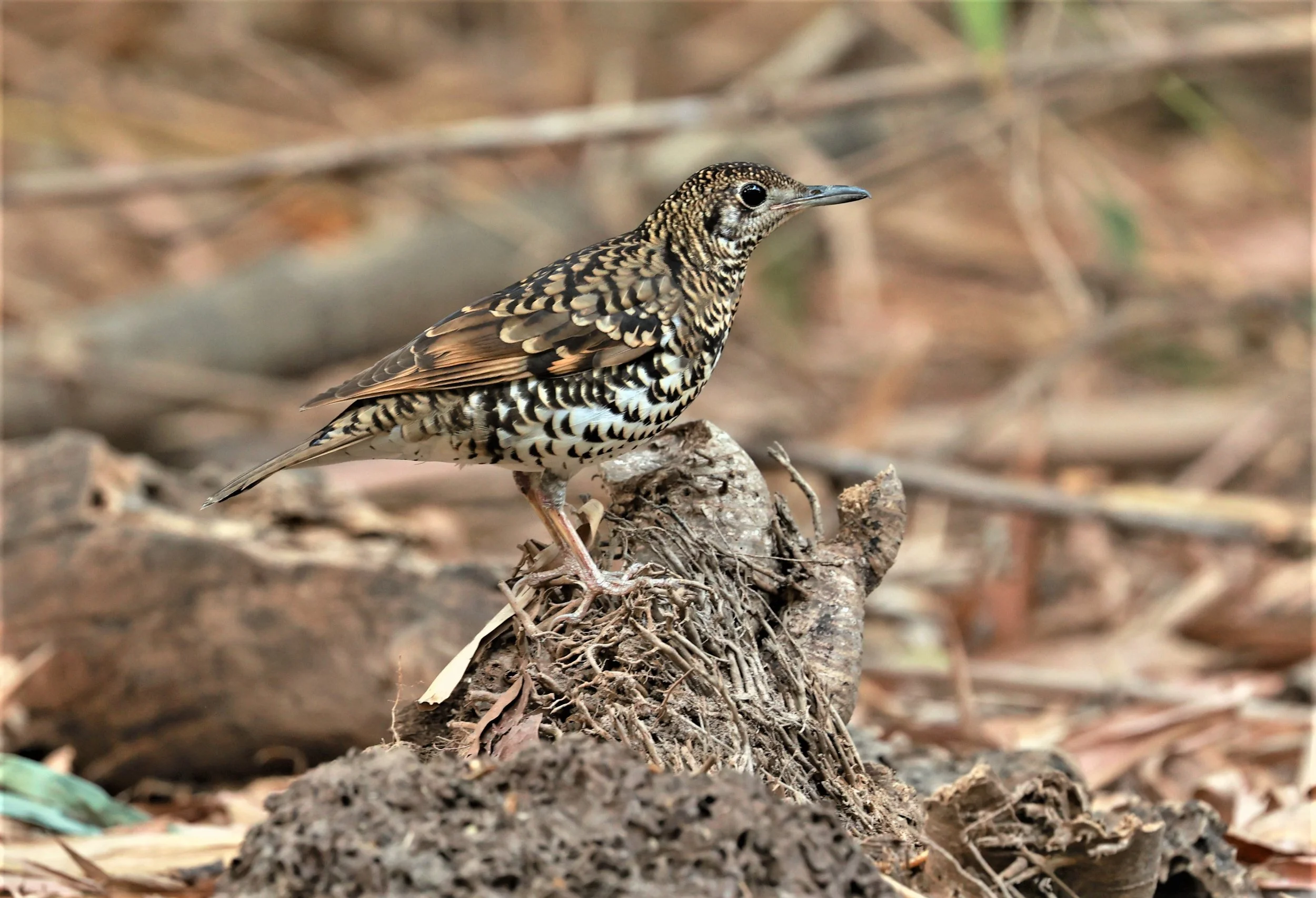White's Thrush (Zoothera aurea) Putthamonthon Park Nakhon Pathom Thailand (212).jpg