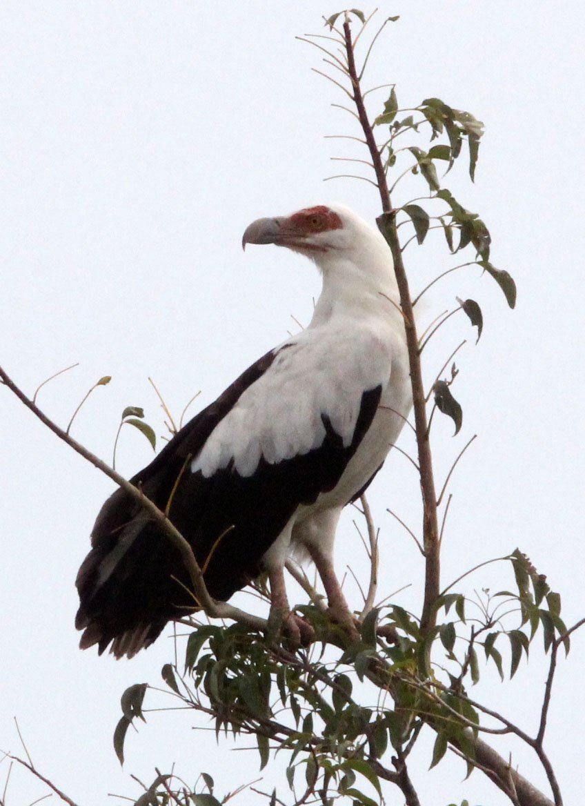 Gypohierax angolensis - PALM NUT VULTURE - MURCHISON FALLS NATIONAL PARK UGANDA (10).JPG