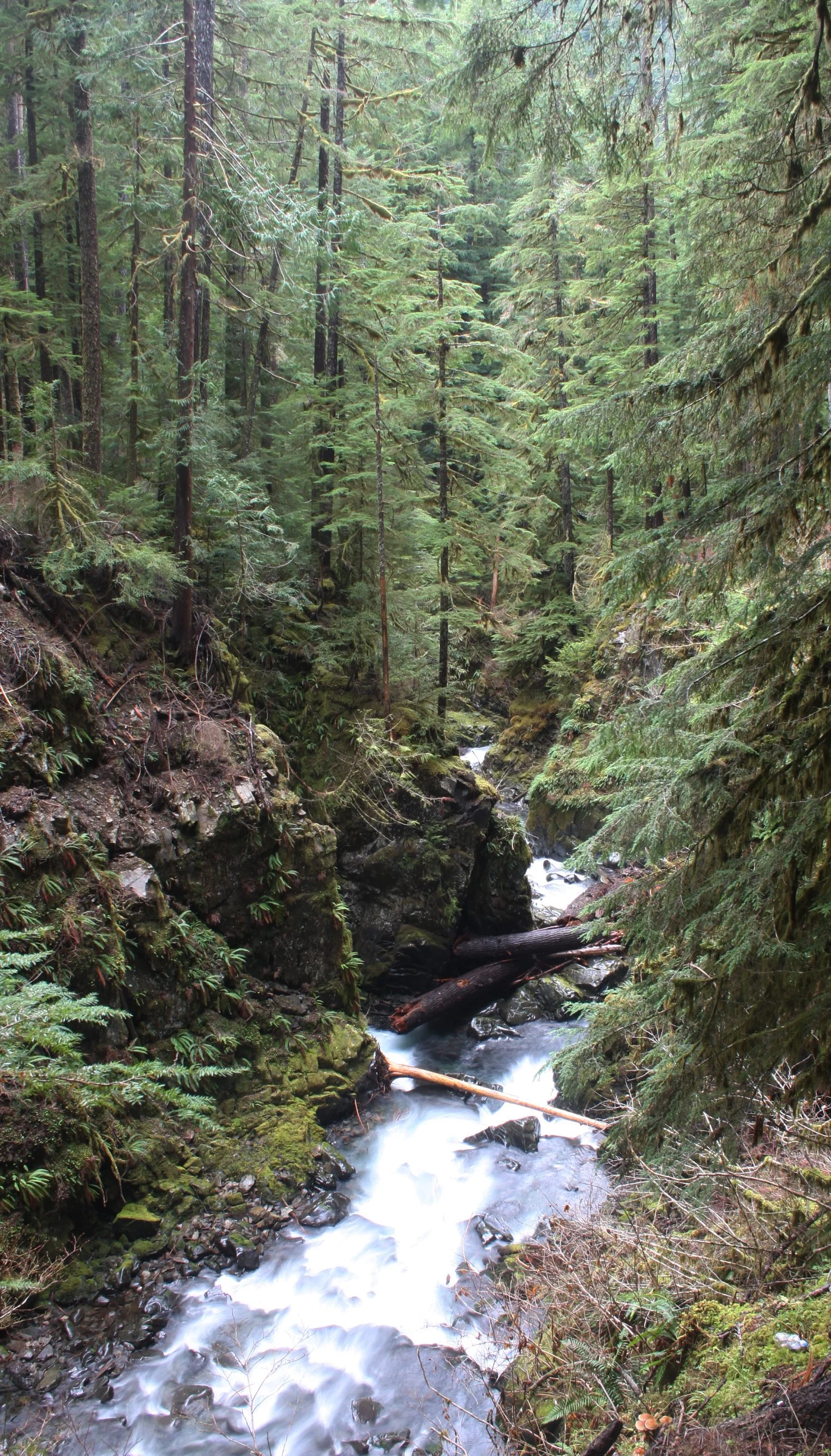 SOL DUC FALLS AND FOREST - ONP WA (70).JPG