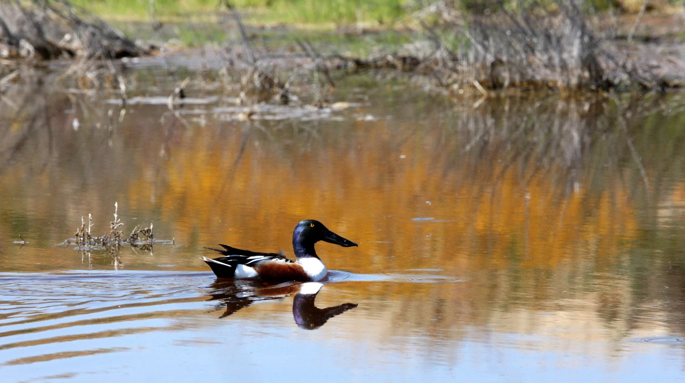 SHOVELER - NORTHERN SHOVELER - Spatula clypeata - KERN NATIONAL WILDLIFE REFUGE CALIFORNIA (3).JPG