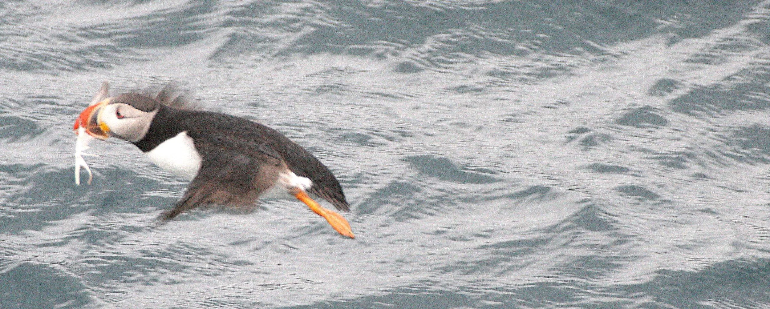 Fratercula arctica - ATLANTIC PUFFIN - SVALBARD (21).jpg