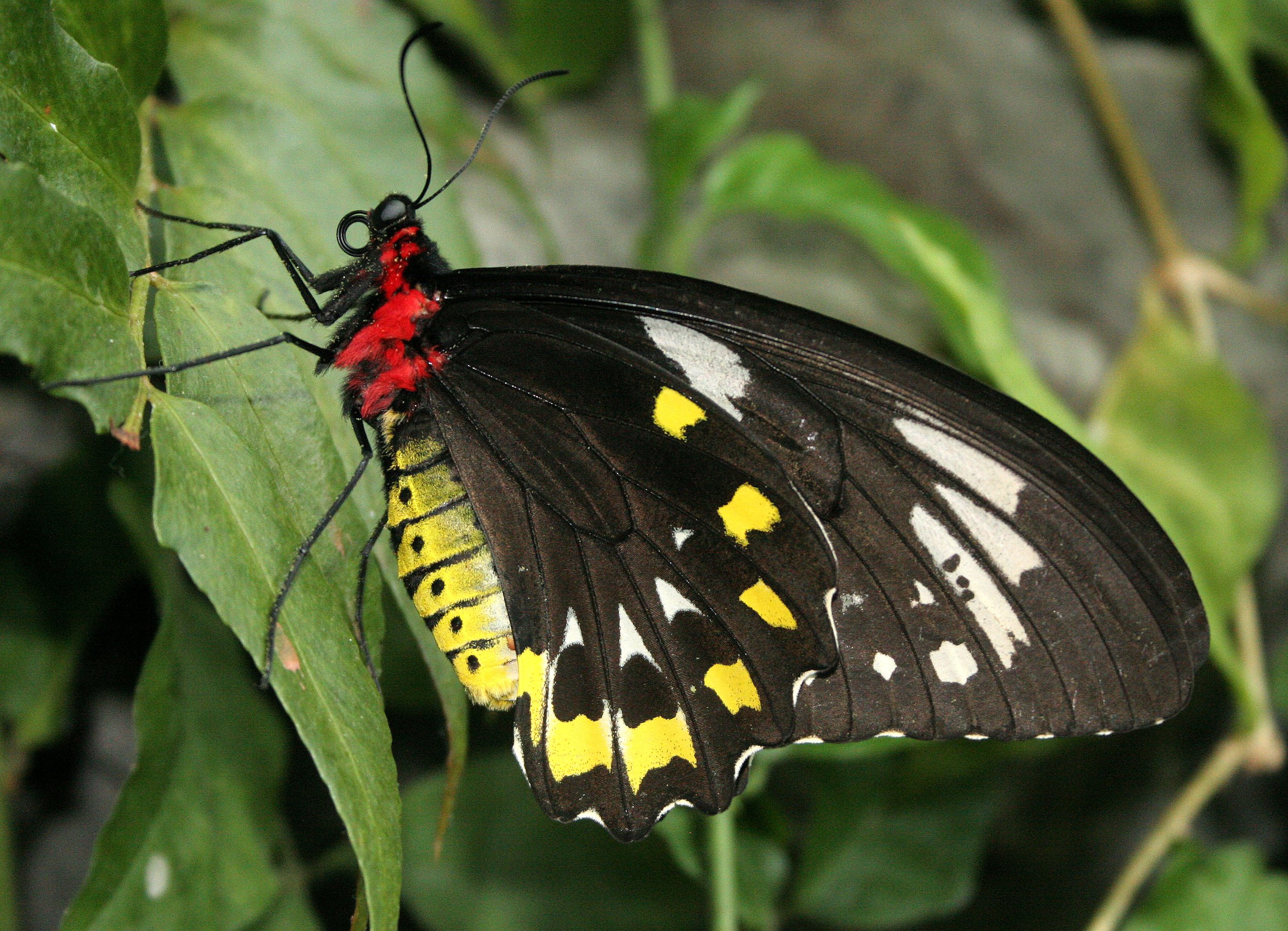 2008-3-31 CHICAGO SPRING TRIP - PEGGY BARTEAON NATURE MUSEUM (11).JPG