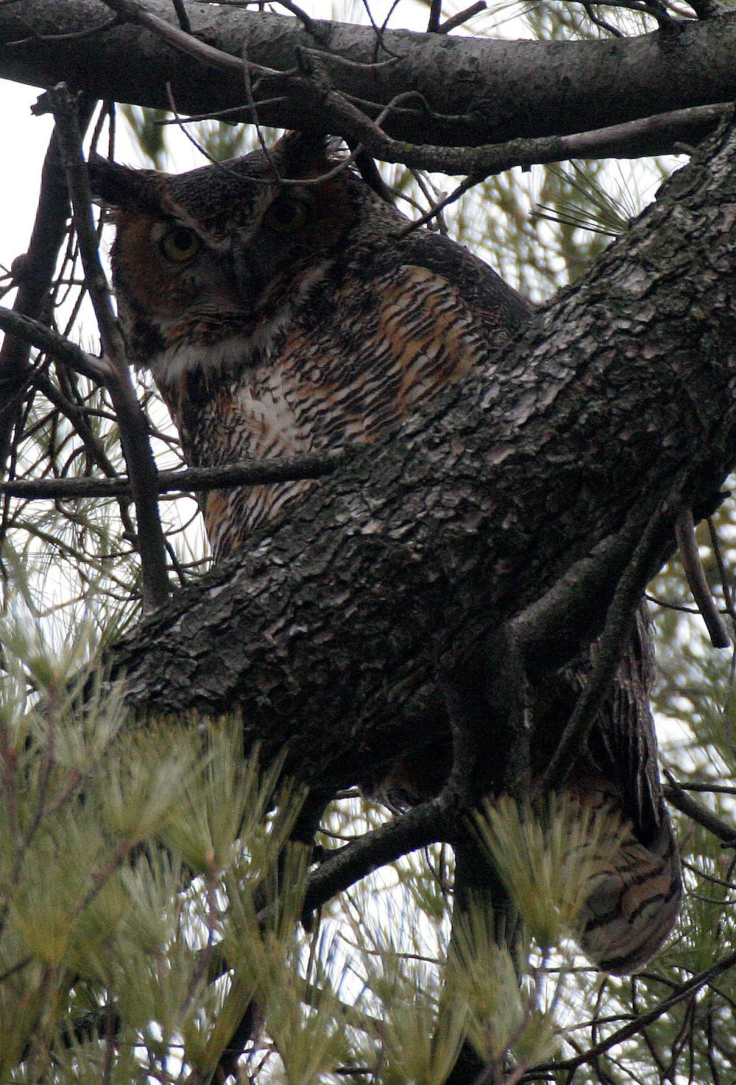 Bubo virginianus - GREAT-HORNED OWL - GENEVA COURTHOUSE ILLINOIS (32).JPG