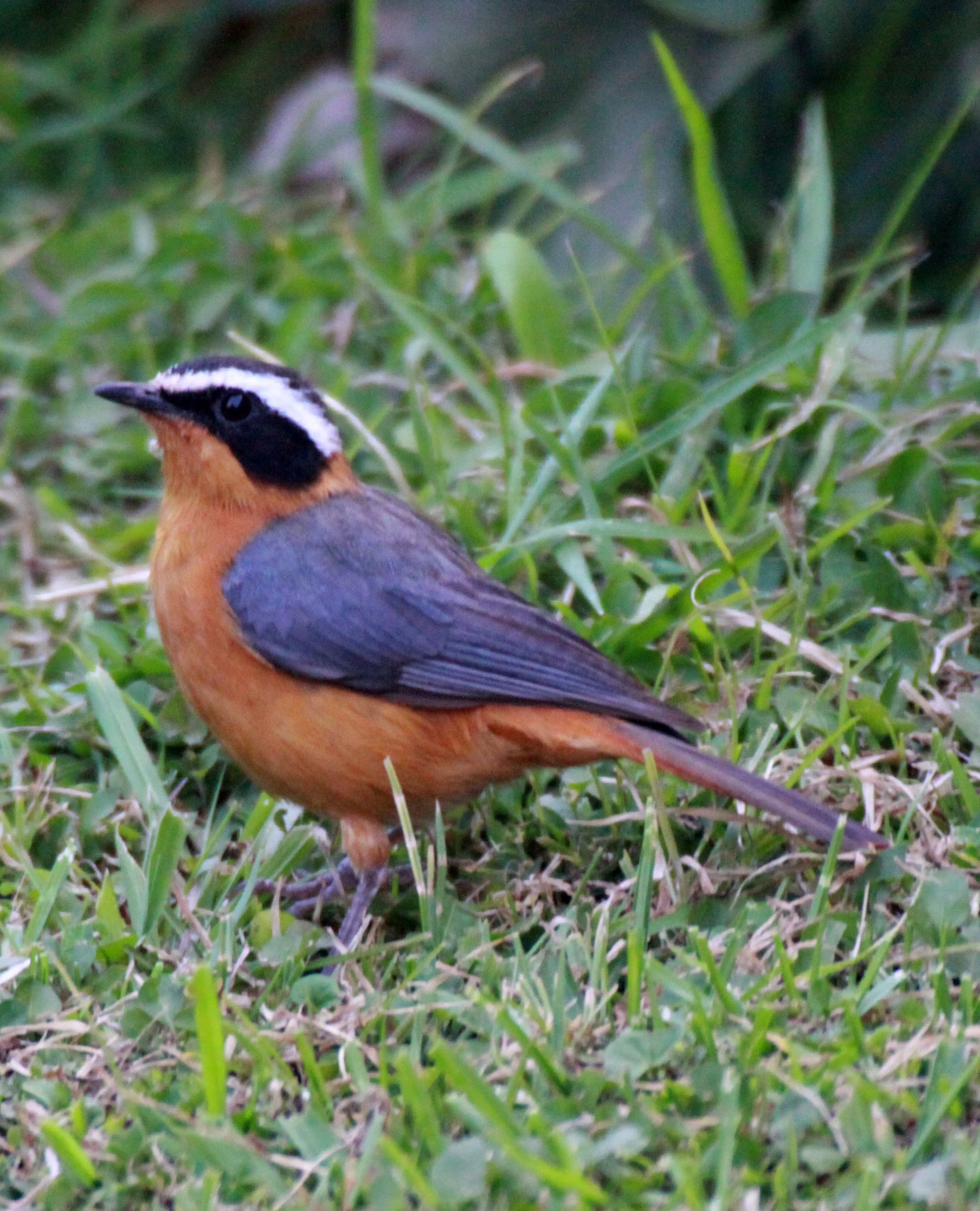 BIRD - ROBIN-CHAT - WHITE-BROWED ROBIN-CHAT - QUEEN ELIZABETH NATIONAL PARK UGANDA (2).JPG