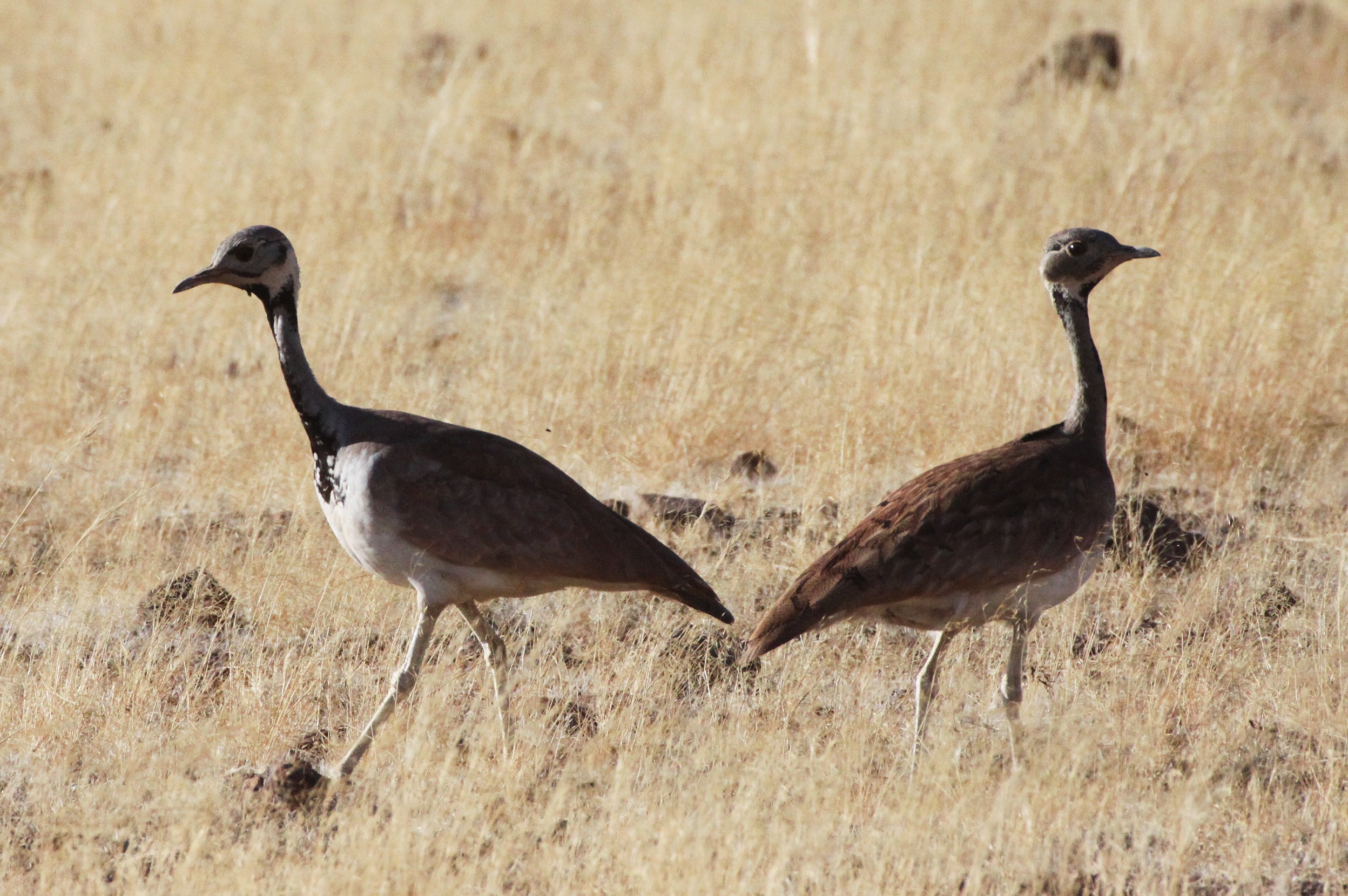Ruppell's Korhaan (Eupodotis reupellii) Damaraland Namibia (19).JPG
