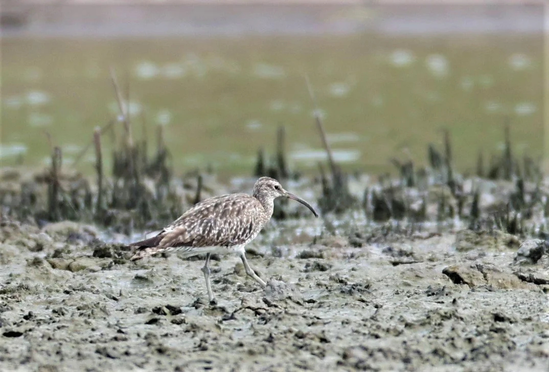 WHIMBREL - Numenius phaeopus - KHLONG TAMRU SEPT 12 2021 (26).jpg