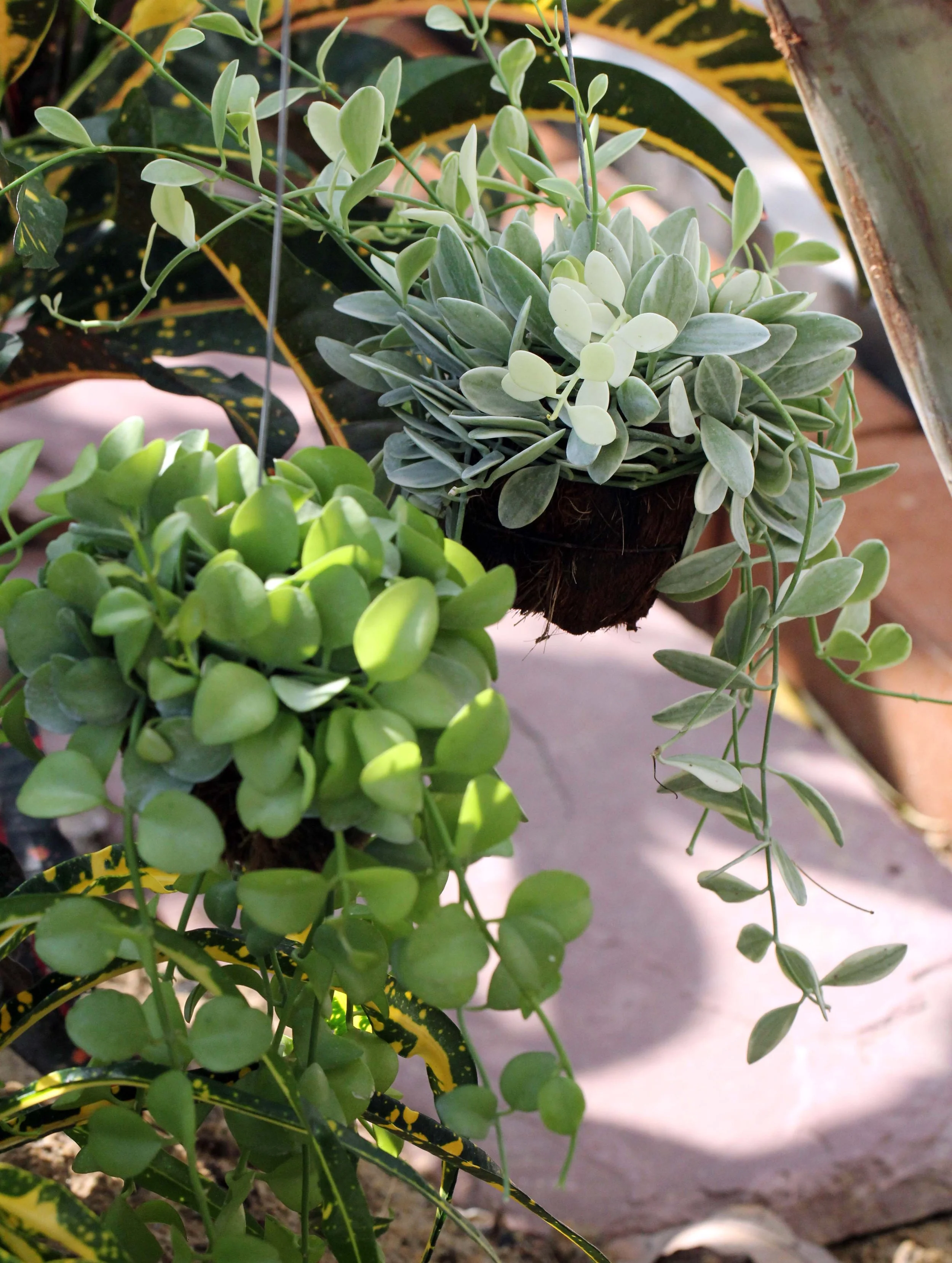 2013 Nonthaburi Setthasiri House and Nonthaburi Neighborhood (223).JPG