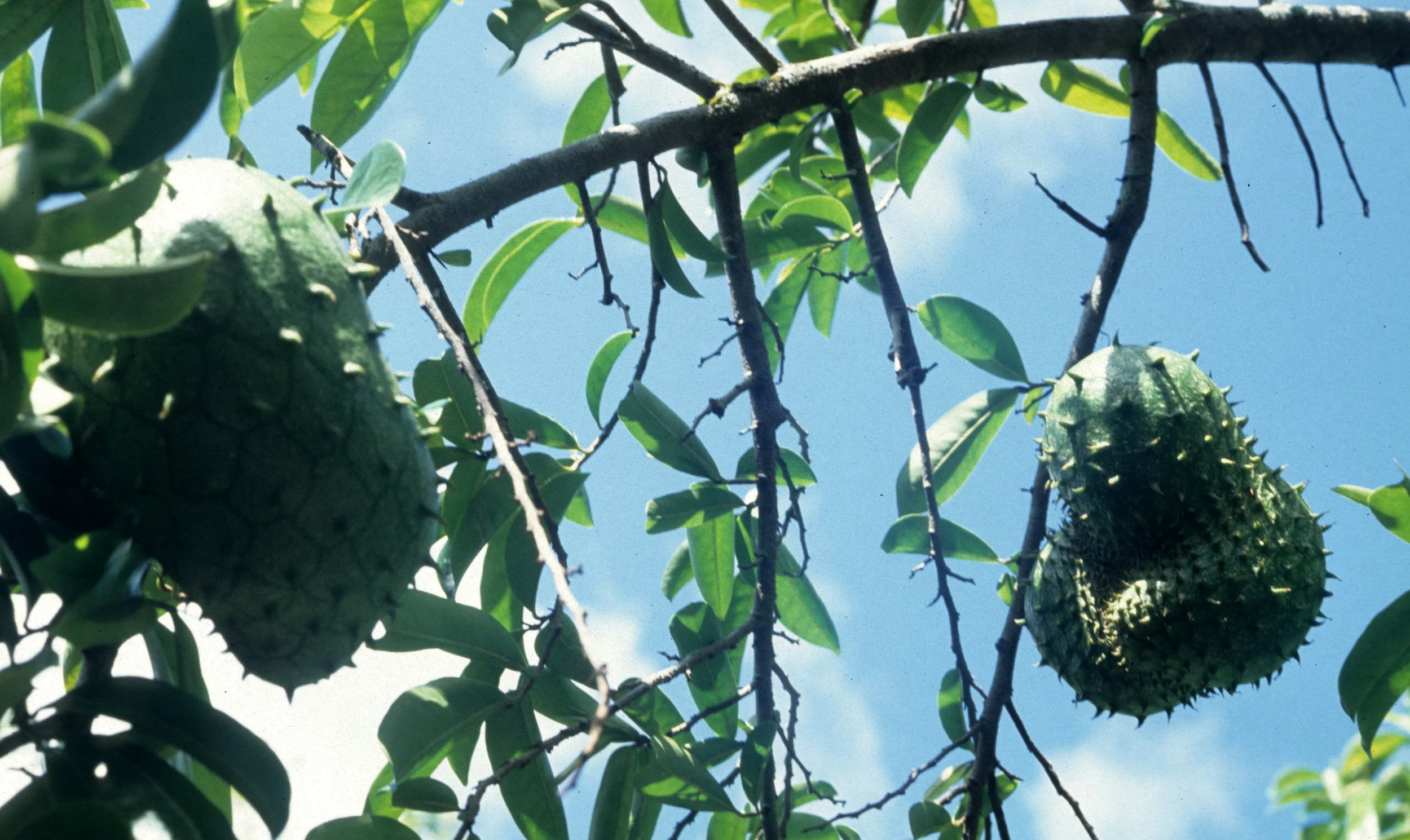 HAWAII - HAWAII - SOURSOP.jpg