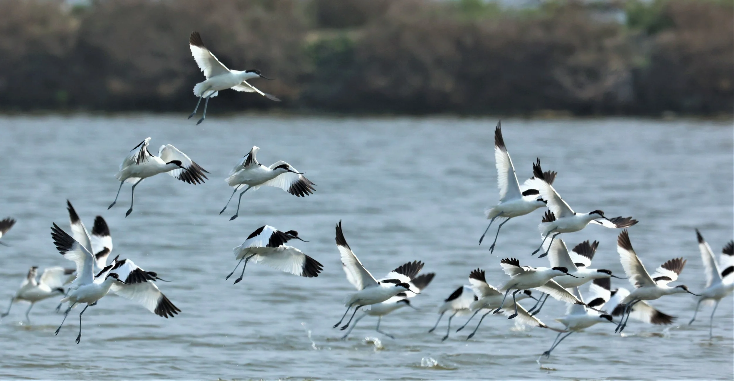 AVOCET - PIED AVOCET - Recurvirostra avosetta - LAEM PAK BIA MARCH 2022 (37).jpg