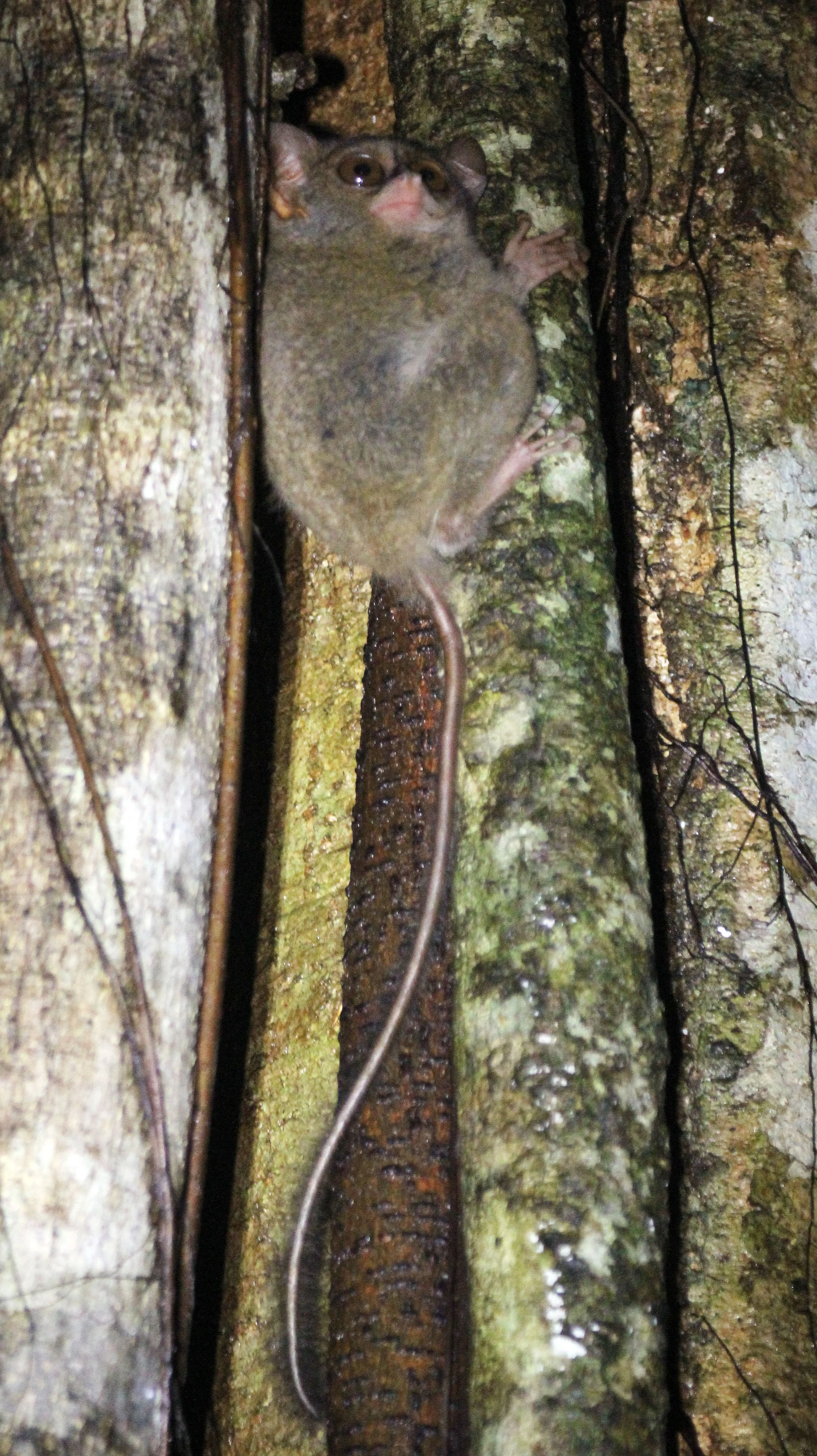 TARSIIDAE - Tarsius tarsier - SELAYAR (SPECTRAL) TARSIER - TANGKOKO NATIONAL PARK SULAWESI INDONESIA (80).JPG