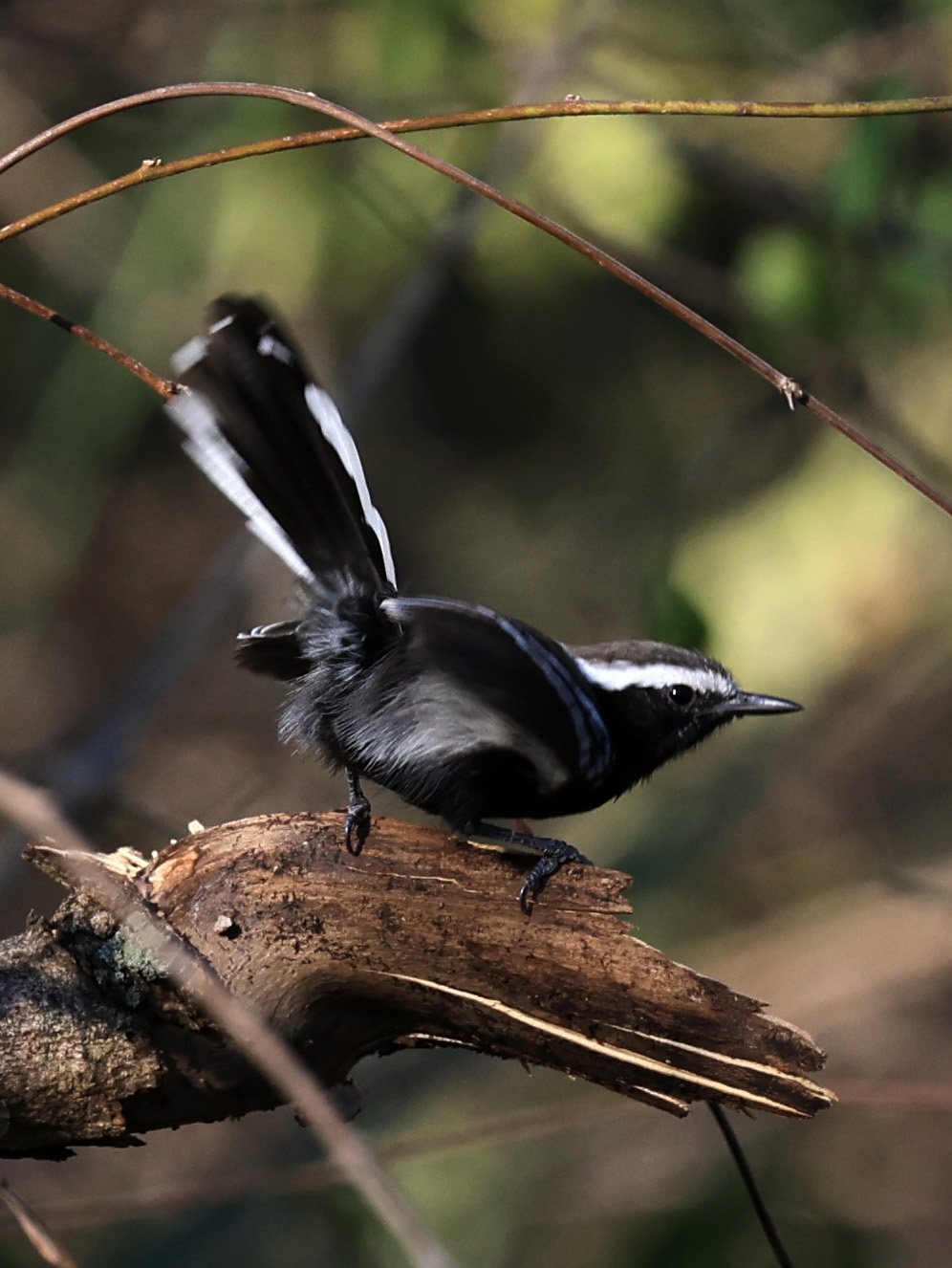Black-bellied Antwren (Formicivora melanogaster) Agua Dulce Paraguay (8).jpg
