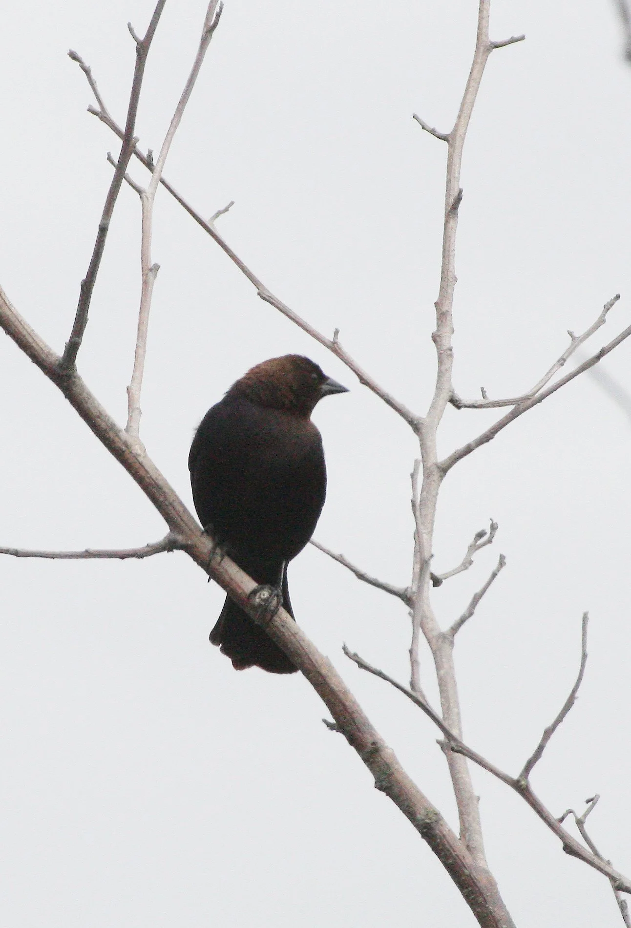 Brown-headed Cowbird (Molothrus ater) Elwha River Mouth Port Angeles Washington (3).JPG