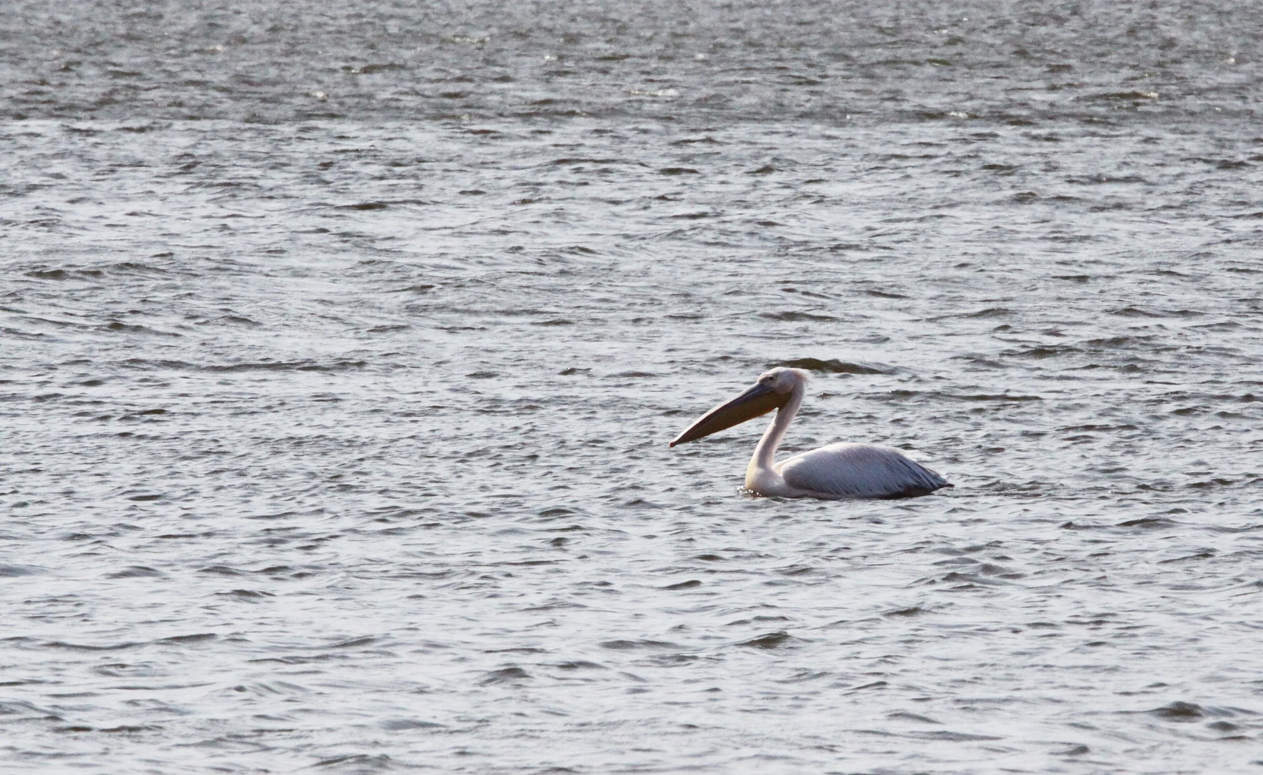 Pelecanus onocrotalus - GREAT AFRICAN WHITE PELICAN - LAMBERT'S BAY SOUTH AFRICA (3).JPG
