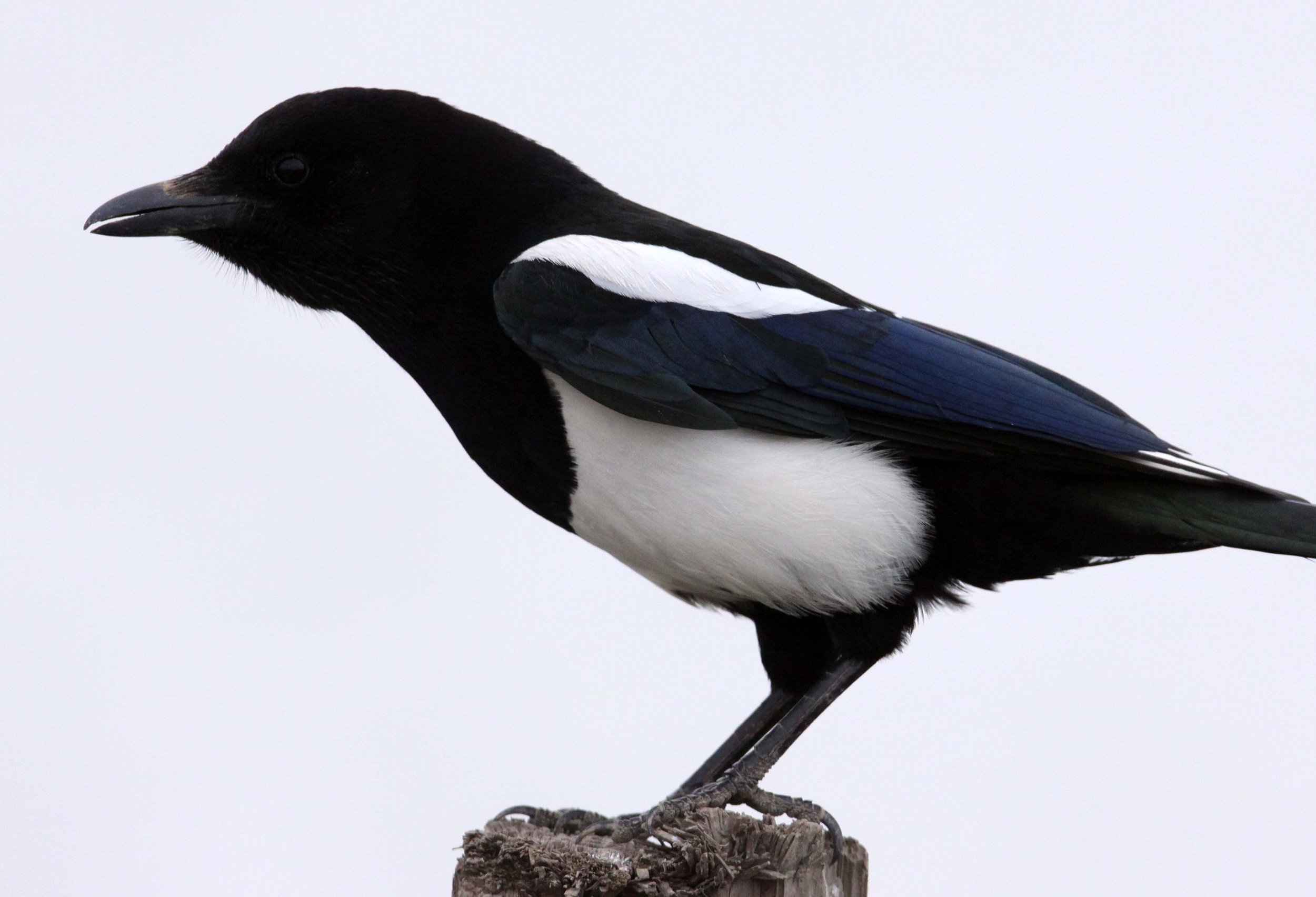 BIRD - MAGPIE - COMMON BLACK-BILLED MAGPIE- YANCHENG CHINA (20).JPG