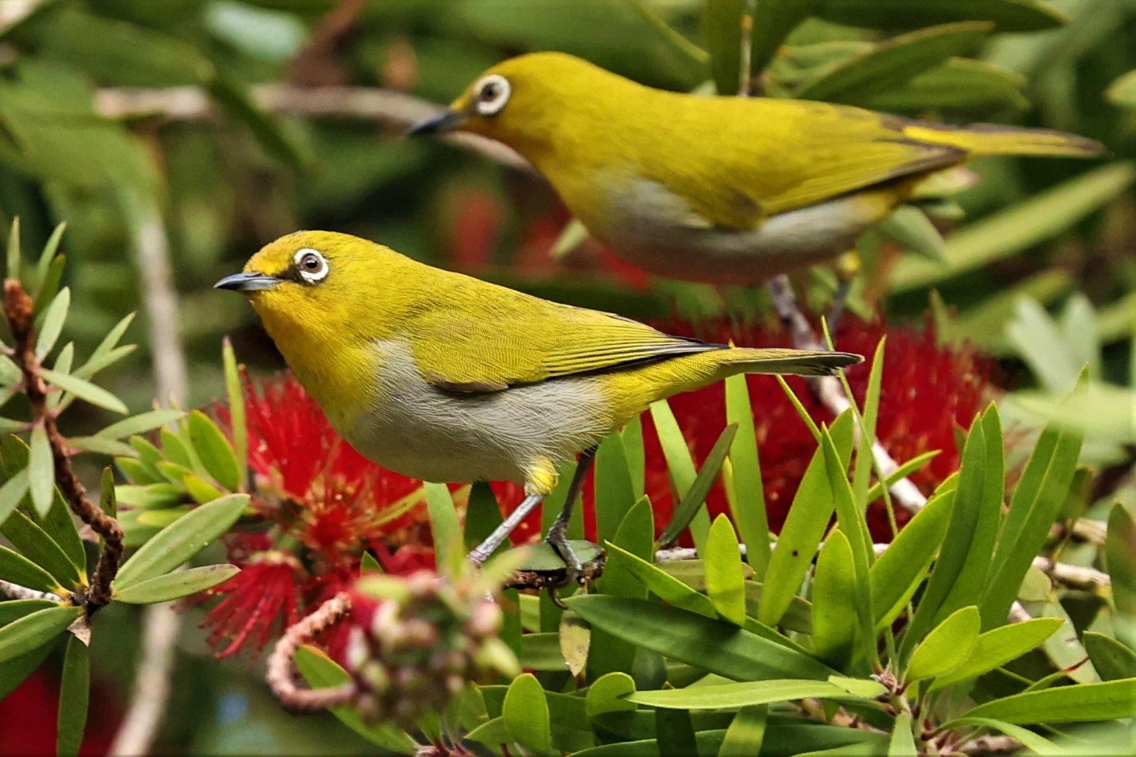 Indian White-eye (Zosterops palpebrosus) Doi Ang Kang Chiang Mai (24).jpg