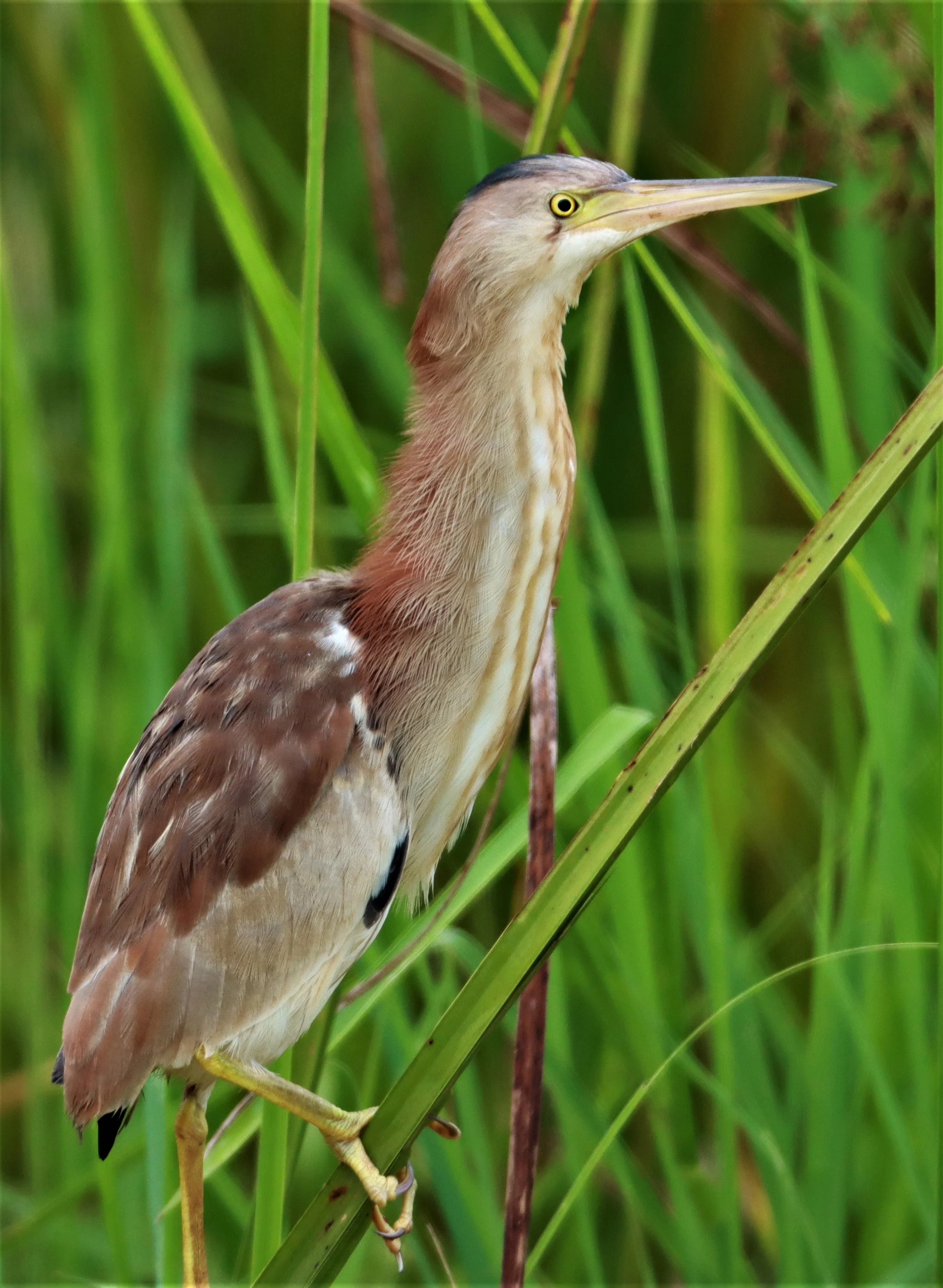 BITTERN - YELLOW BITTERN - Ixobrychus sinensis - KABIN BURI PUBLIC WETLANDS NORTH OF TOWN  (11).jpg