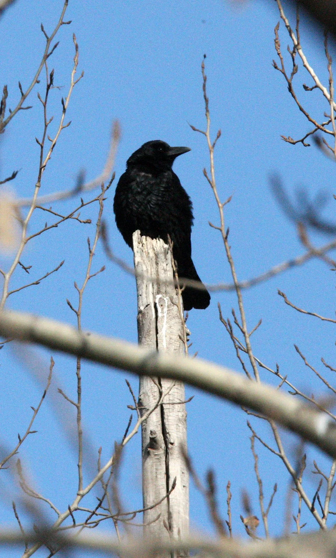 BIRD - CROW - CARRION CROW - HARBIN CHINA (5).JPG