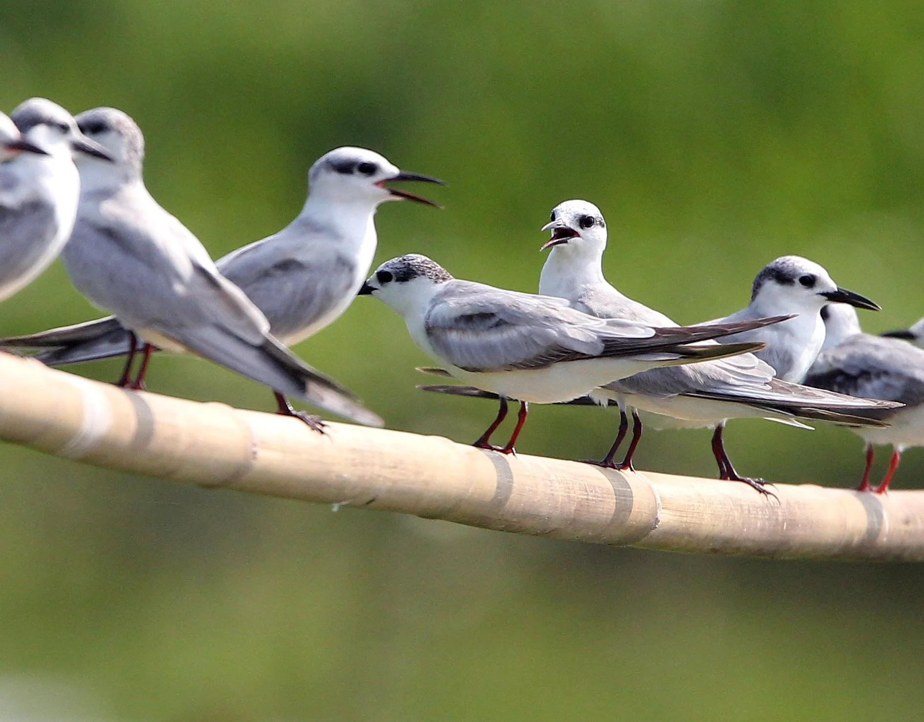 TERN - WHISKERED TERN - Chlidonias hybridus - THALE NOI BIRD SANCTUARY, PATALUNG THAILAND (106).JPG