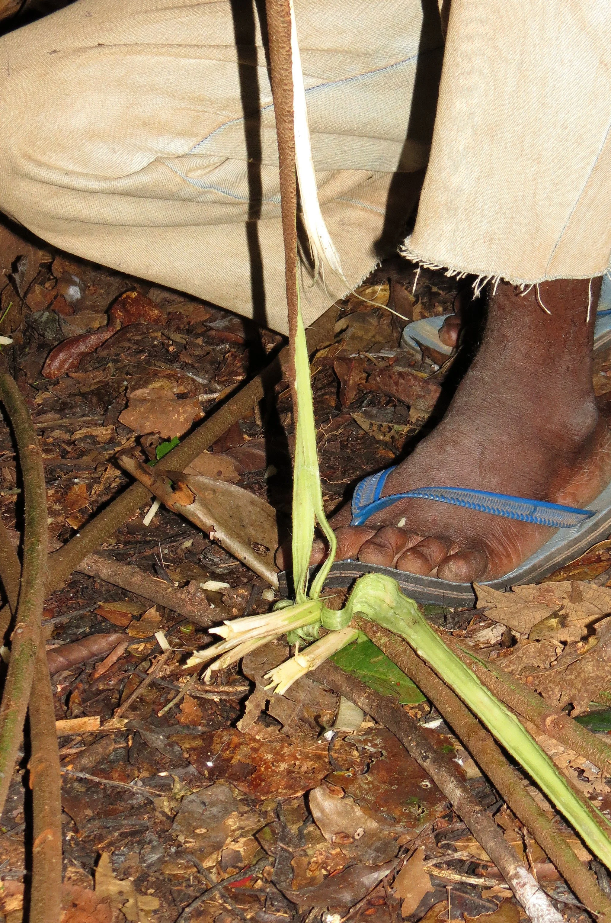 DZANGA NDOKI NP CENTRAL AFRICAN REPUBLIC - DAY WITH THE BA'AKA PYGMY (27).JPG