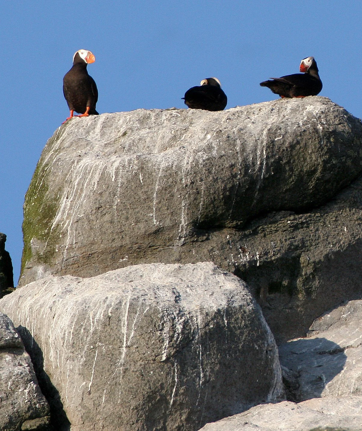 Fratercula cirrhata - TUFTED PUFFIN - COMMANDERS (10).jpg