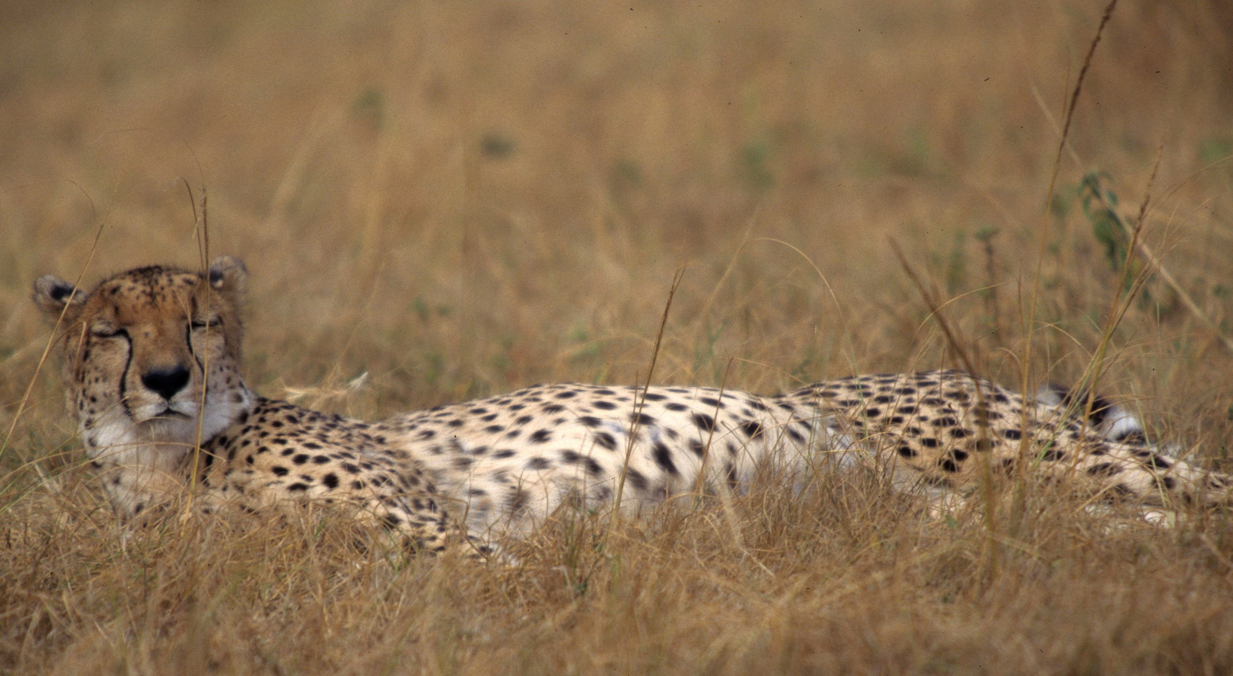 FELID - CHEETAH - KRUGER (26).jpg