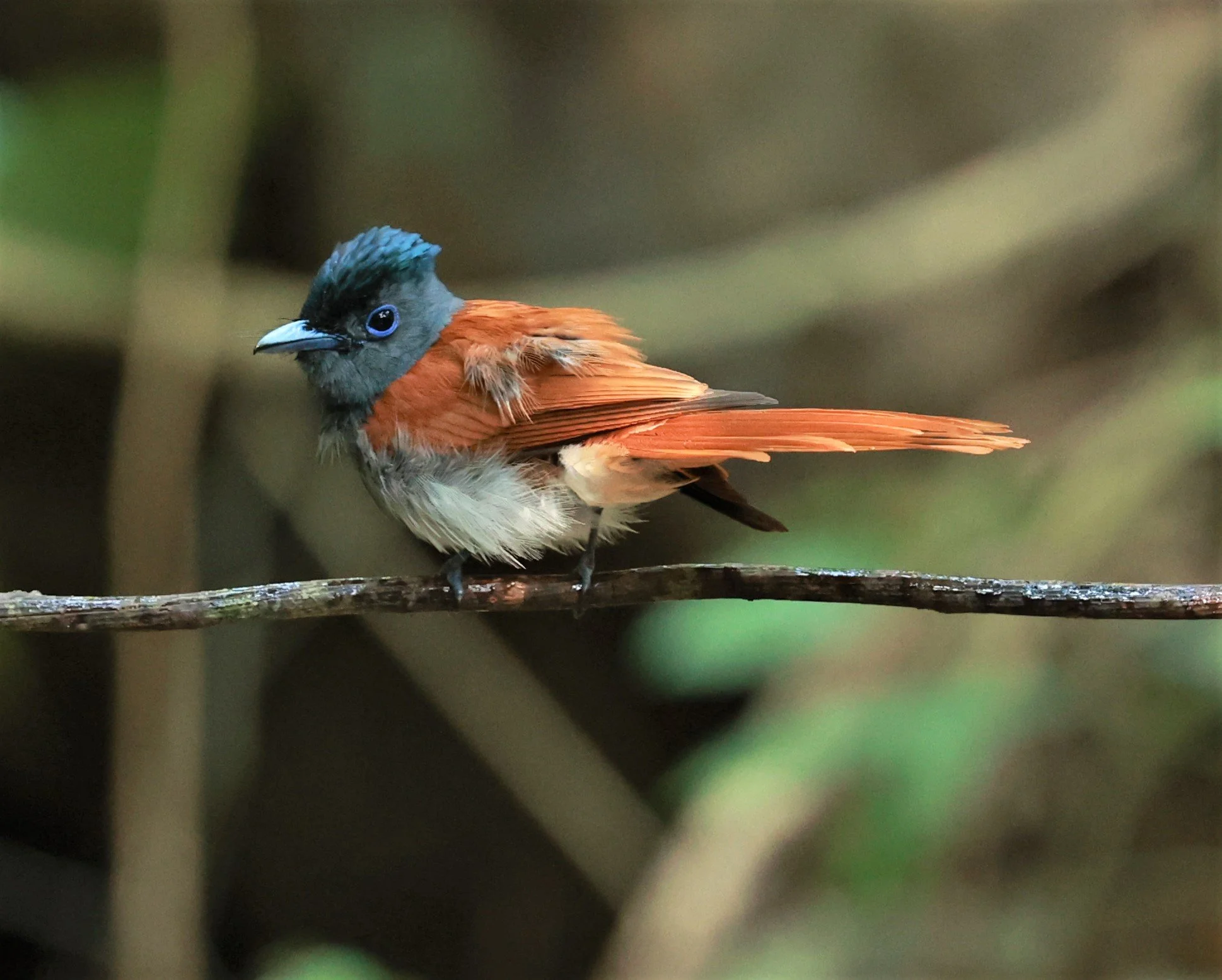 PARADISE-FLYCATCHER - BLYTH'S PARADISE-FLYCATCHER - Terpsiphone affinis - KRUNG CHING, KHAO LUANG NATIONAL PARK, THAILAND APRIL 2023 (103).jpg