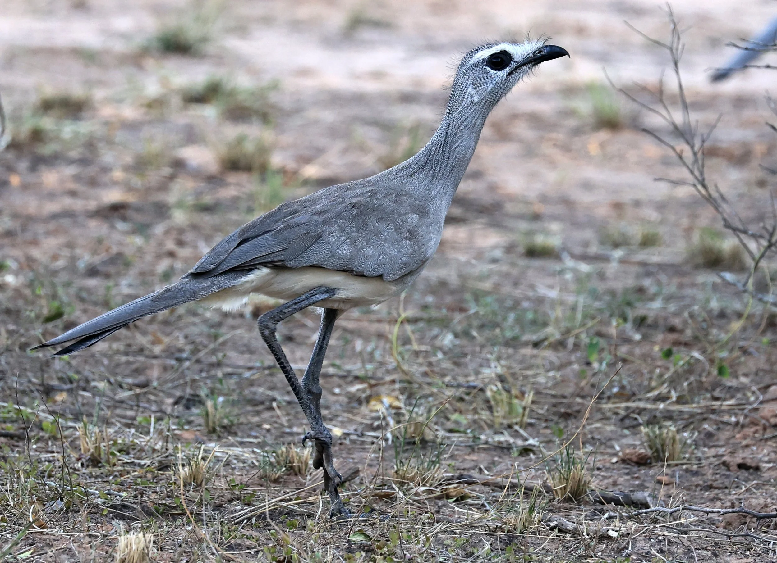 Black-legged Seriema (Chunga burmeisteri) Parque Nacional Teniente Agripino Enciso (33).jpg