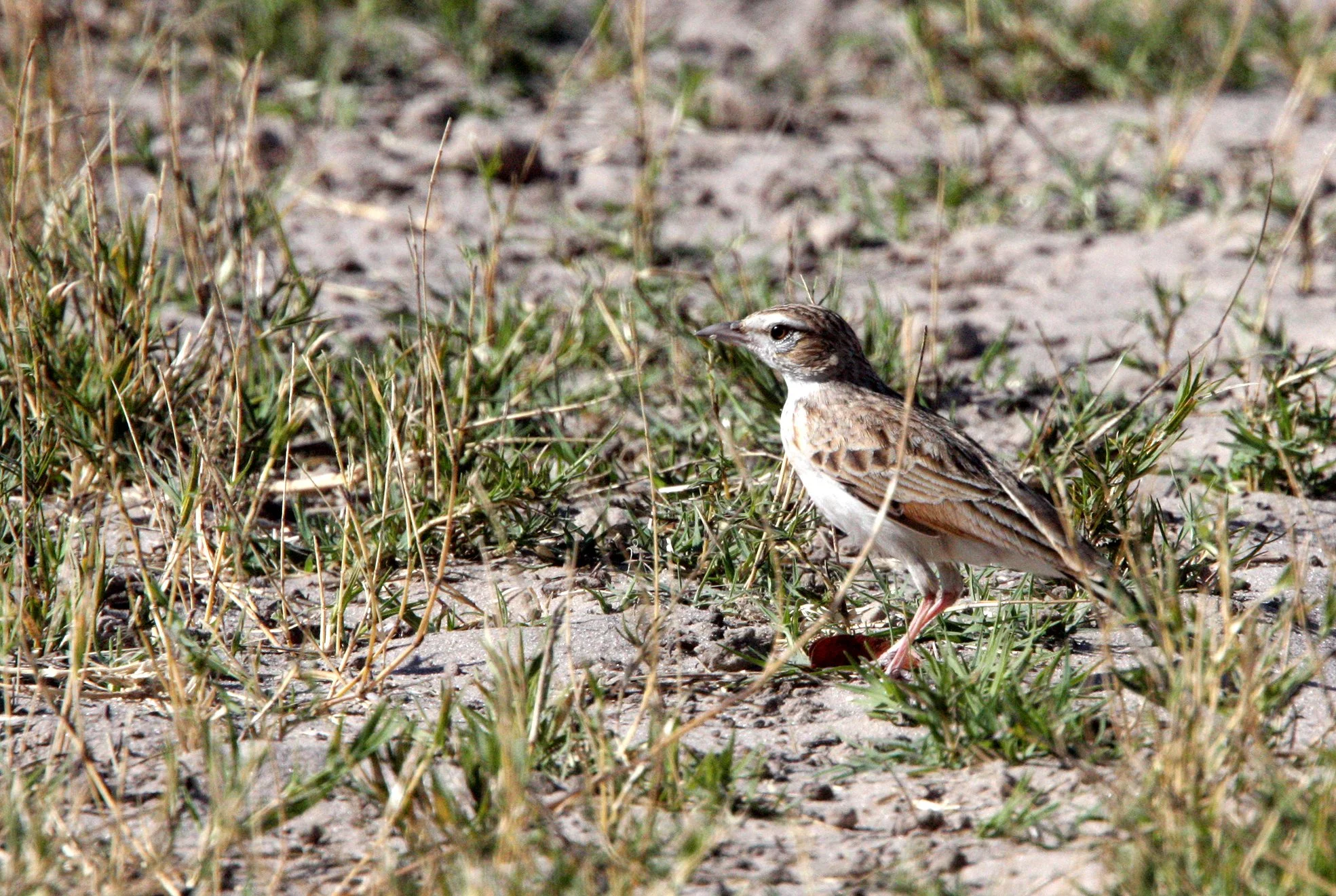 African Grassveld Pipit (Anthus cinnamomeus) CHOBE NATIONAL PARK BOTSWANA (5).JPG