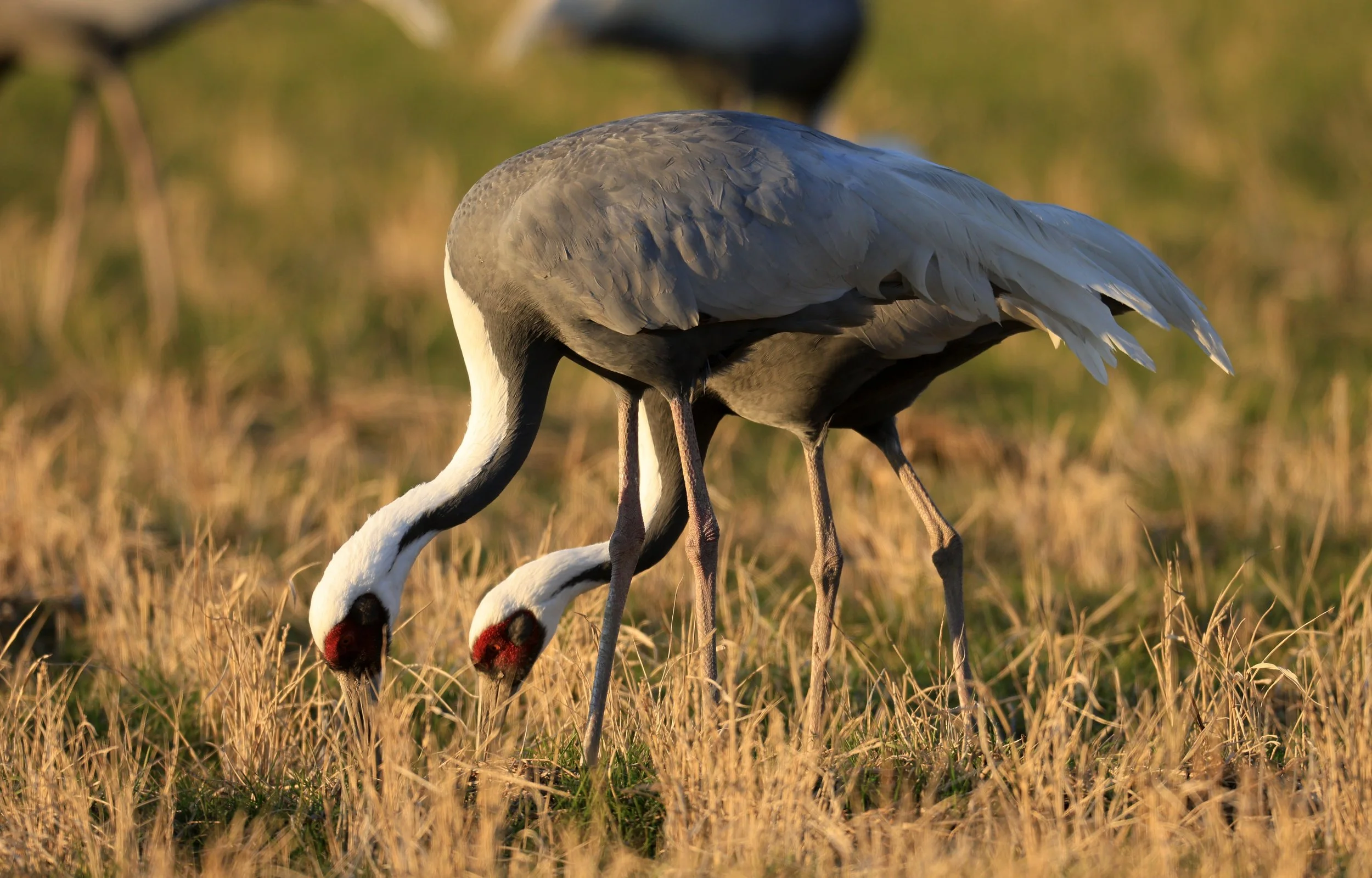 White-naped Crane (Antigone vipio) Izumi Crane Park & Center, Izumi Kagoshima Kyushu Japan (600).jpg