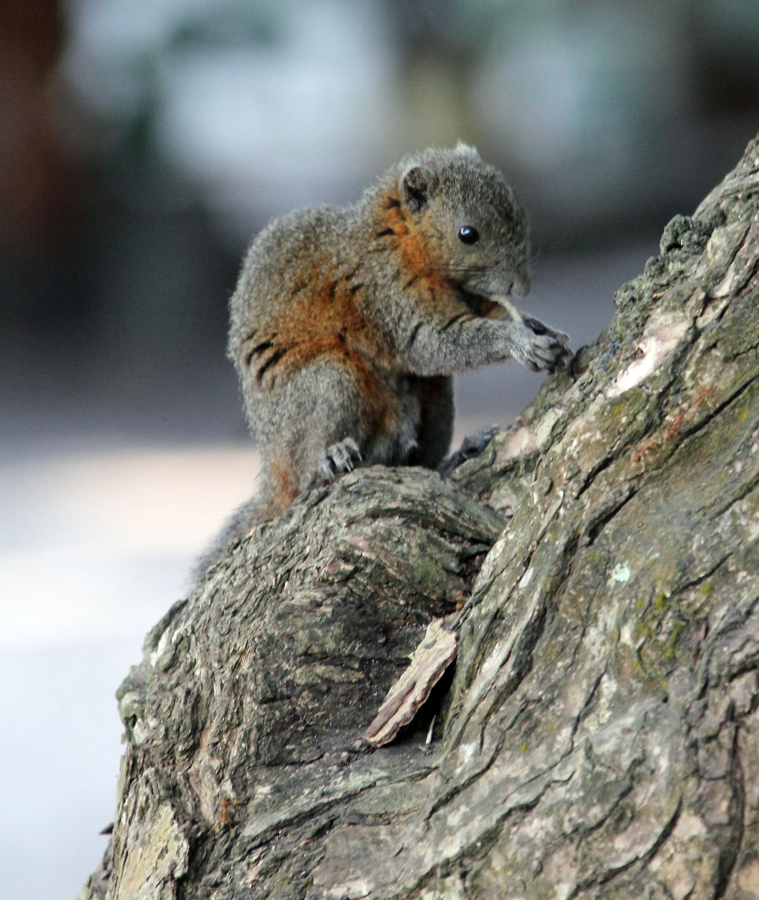 Callosciurus caniceps -  SIMILAN ISLANDS FEB 8-13, 2015 THAILAND (336).JPG