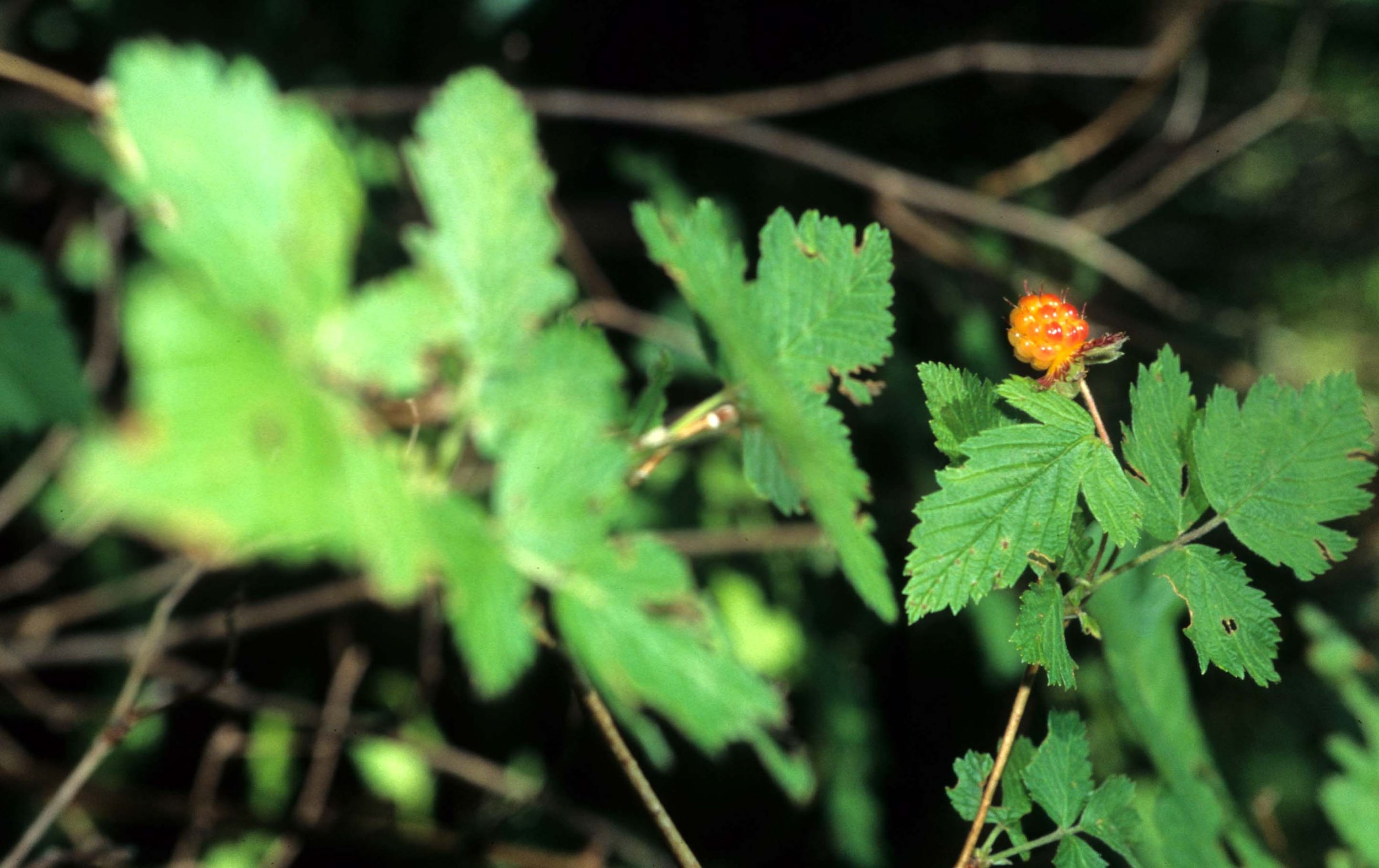 CALIFORNIA - REDWOODS NP - RIBES SPECIES - SALMON BERRY.jpg