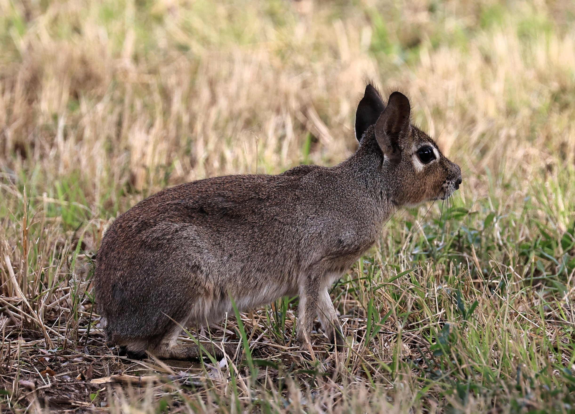 Chacoan Mara (Dolichotis salinicola) Estancia Campo'i Paraguay (73).jpg