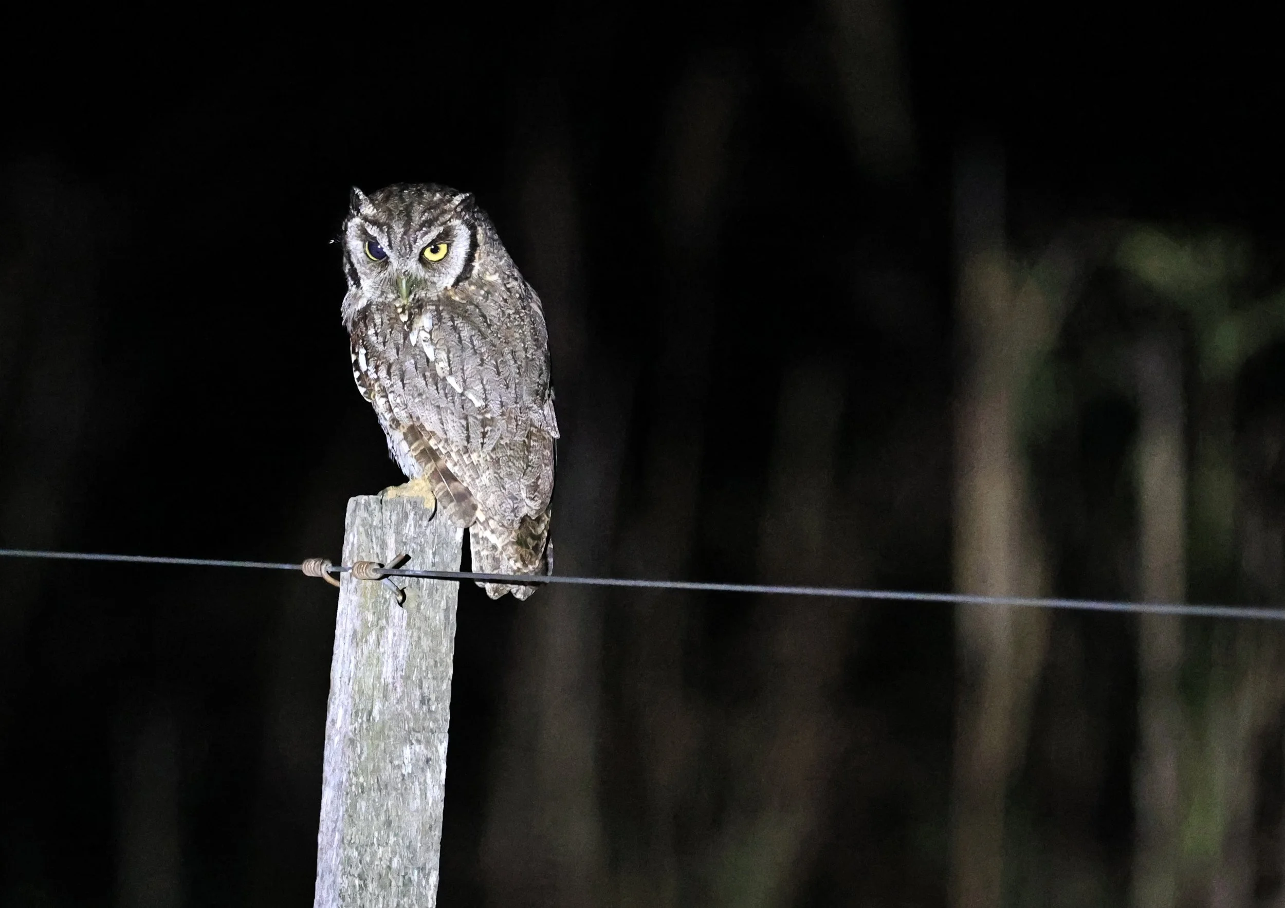 Tropical Screech-Owl (Megascops choliba) Hotel Campestre Iparoma Paraguay (9).jpg