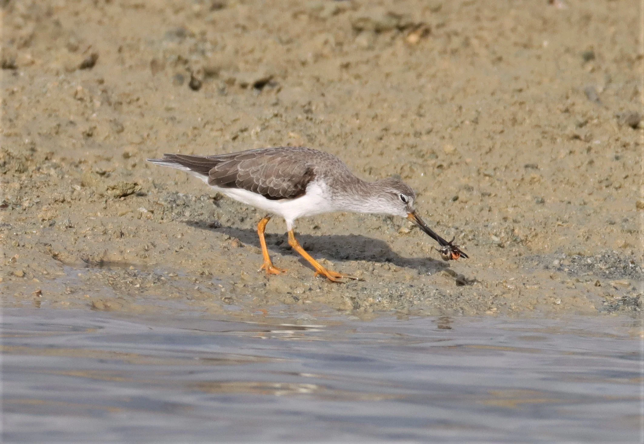 SANDPIPER - TEREK SANDPIPER - Xenus cinereus - LAEM PAKARAM PHANG NGA 2021 (11).jpg
