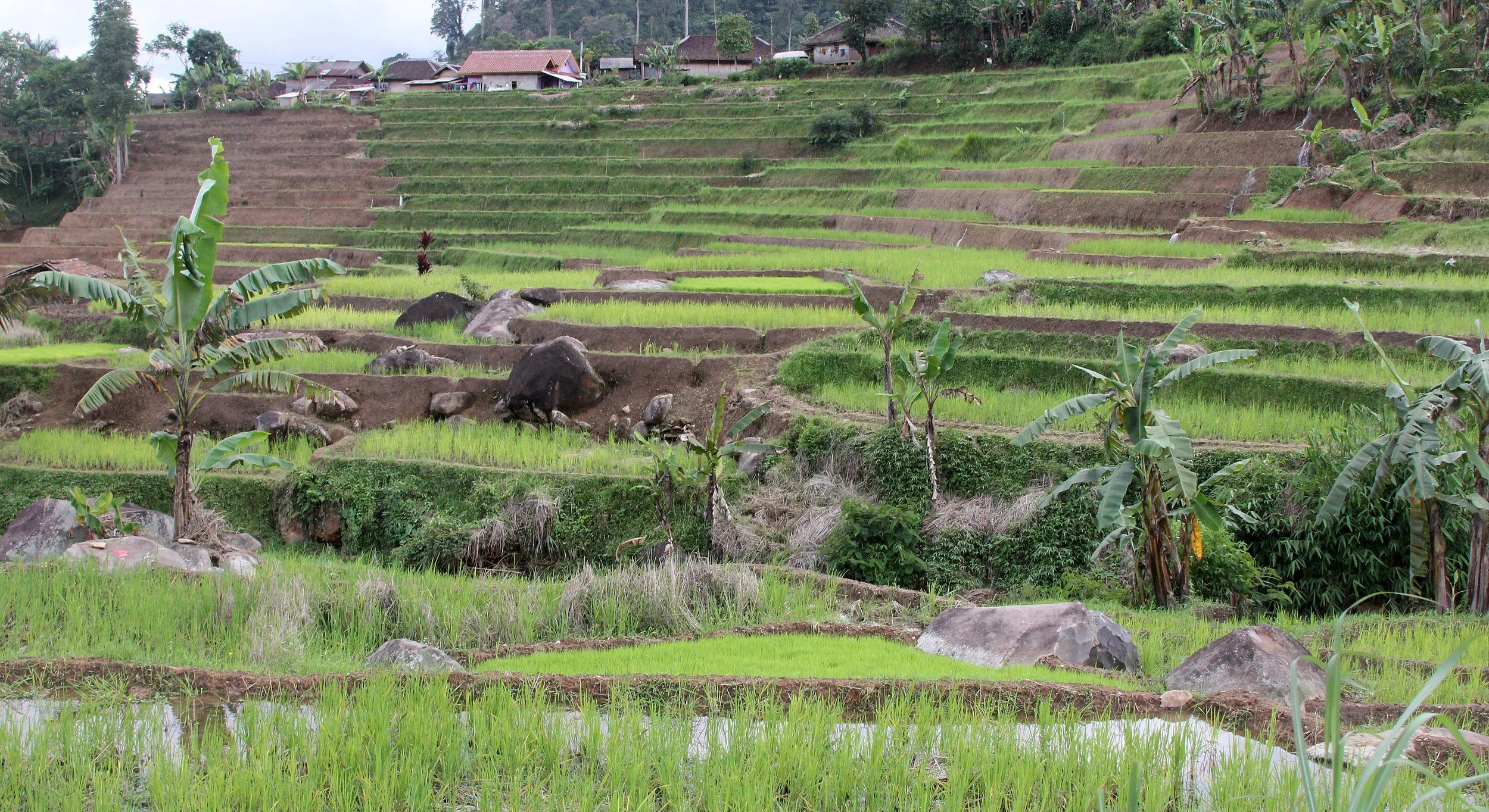 HALIMUN NATIONAL PARK - JAVA BARAT INDONESIA (13).JPG