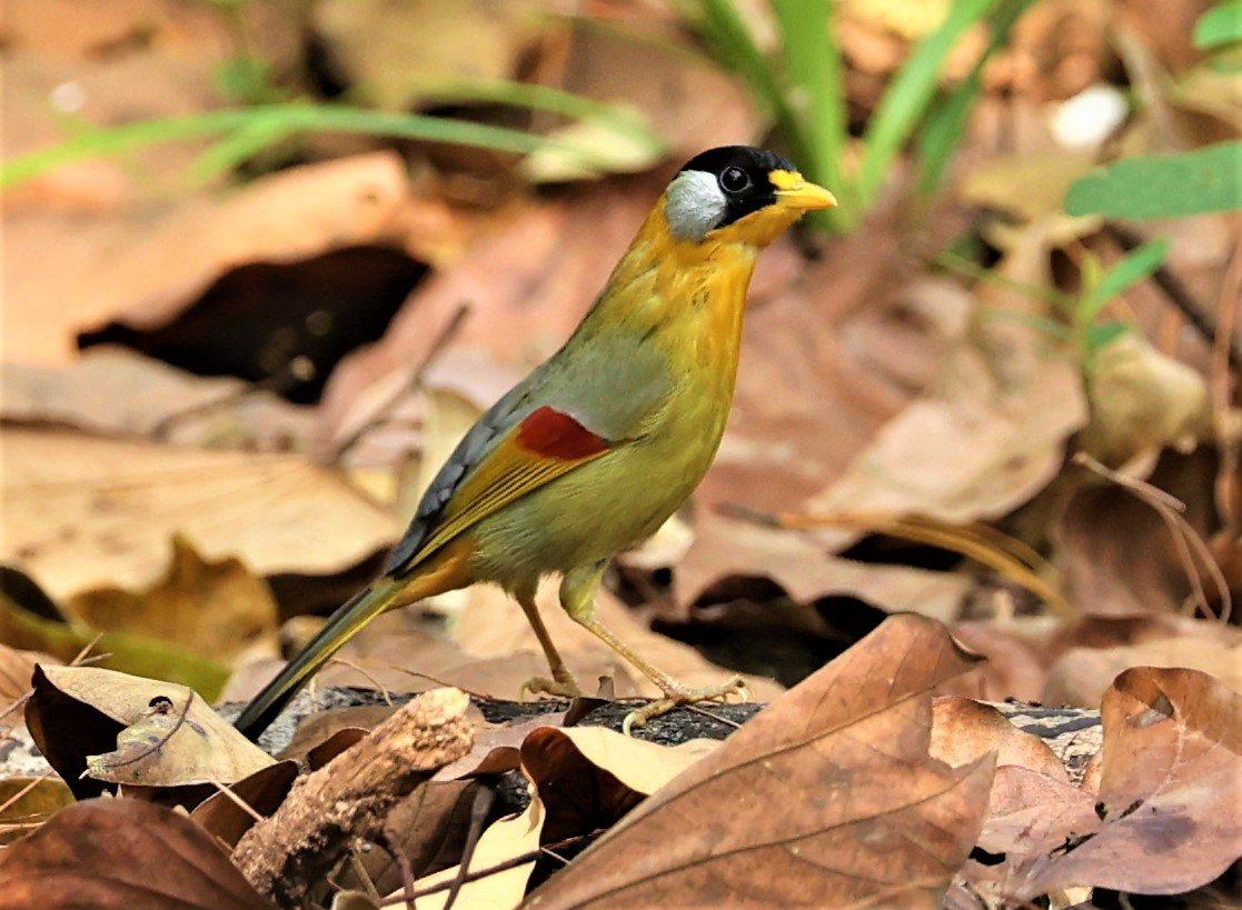 MESIA - SILVER-EARED MESIA - Leiothrix argentauris - DOI ANG KHANG CHIANG MAI FEB 2022 (37).jpg