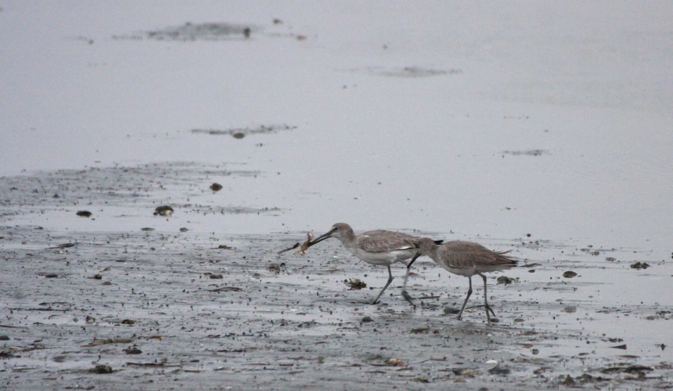BIRD - WILLET - SAN IGNACIO LAGOON BAJA MEXICO (11).JPG