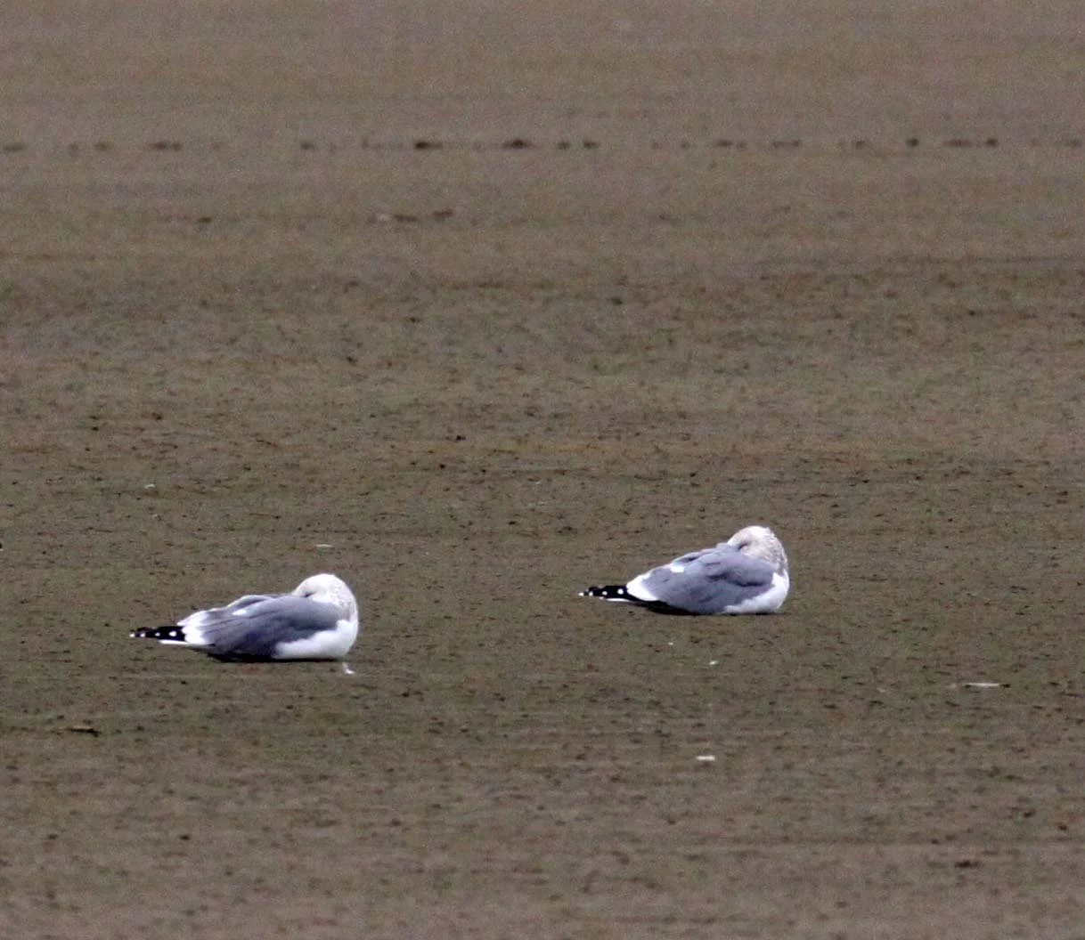 BIRD - GULL - VEGA GULL- YANCHENG CHINA (3).JPG