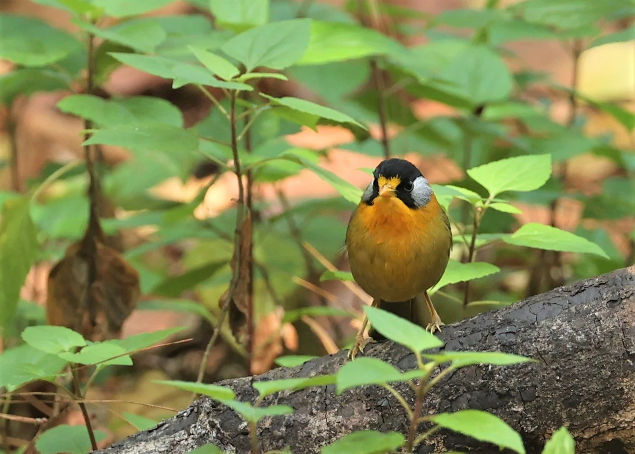 MESIA - SILVER-EARED MESIA - Leiothrix argentauris - DOI ANG KHANG CHIANG MAI FEB 2022 (24).jpg
