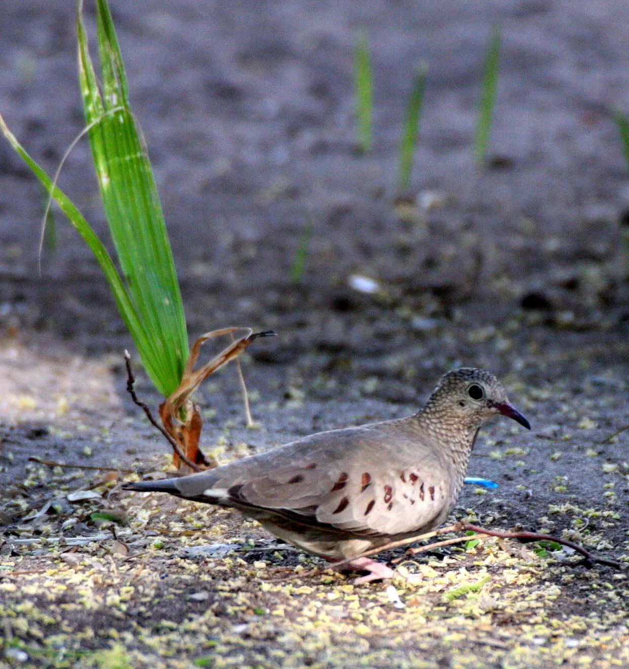 Common Ground Dove (Columbina passerina) Loreto Baja Mexico (5).JPG