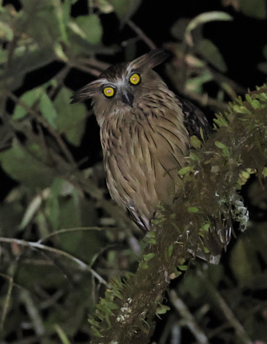 OWL - BUFFY FISH OWL - Ketupa ketupu - KRUNG CHING, KHAO LUANG NP, JAN 2022 (22).jpg