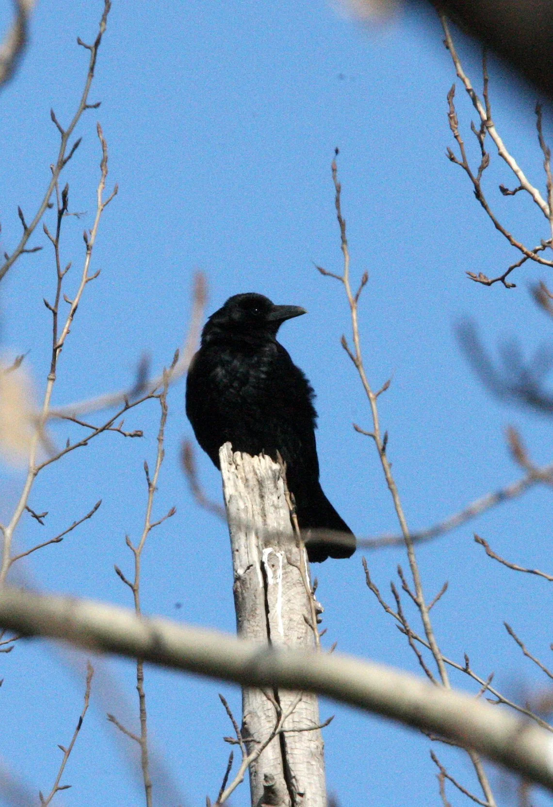 BIRD - CROW - CARRION CROW - HARBIN CHINA (7).JPG