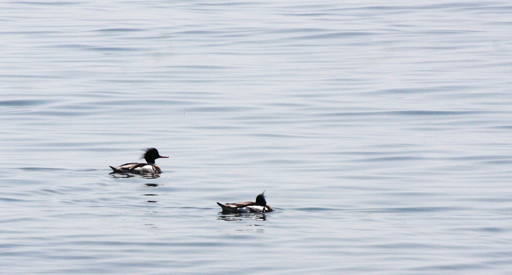 MERGANSER - RED-BREASTED MERGANSER - Mergus serrator - KAWAUCHI JAPAN (5).JPG