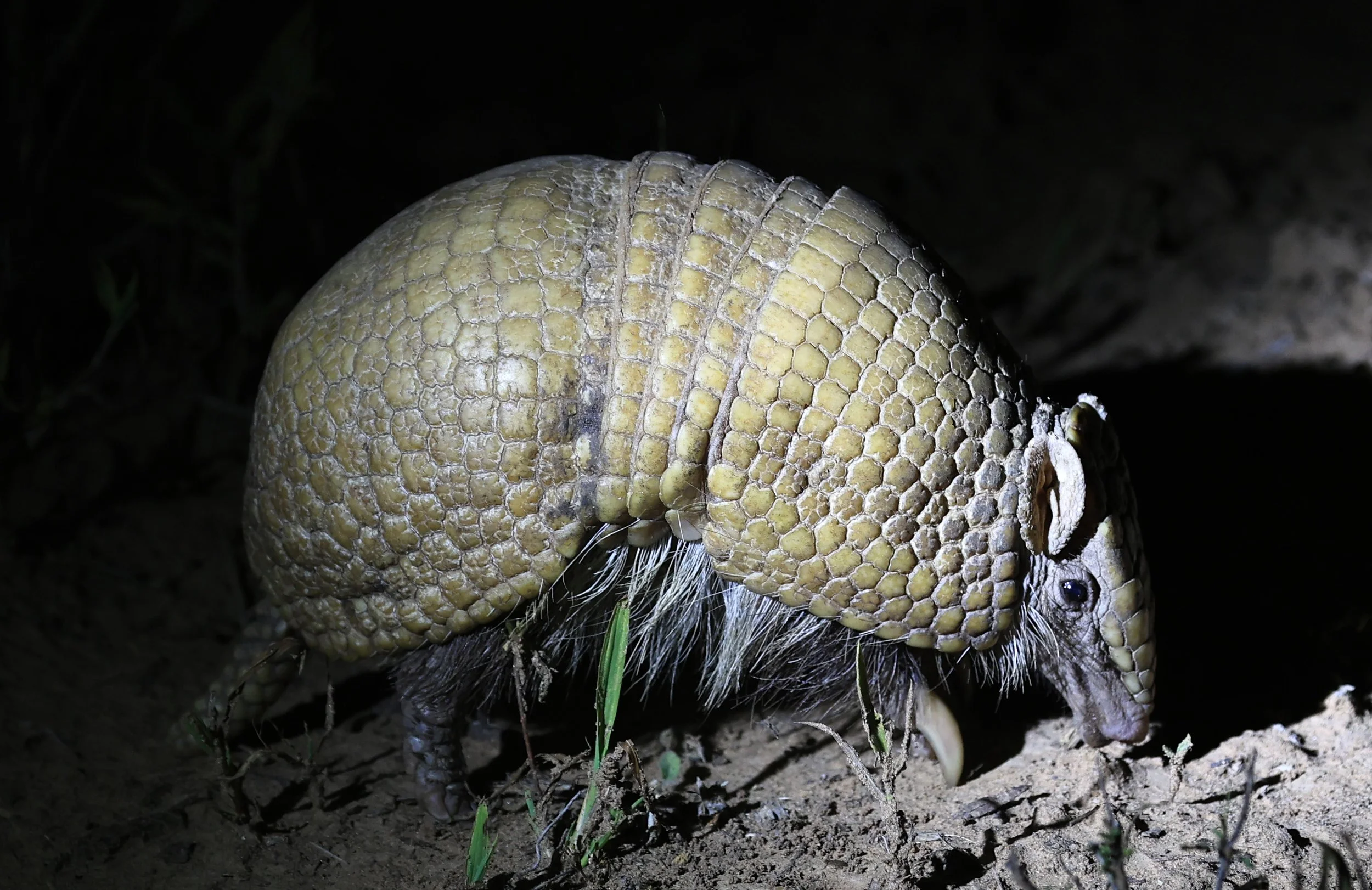 Southern Three-banded Armadillo (Tolypeutes matacus)