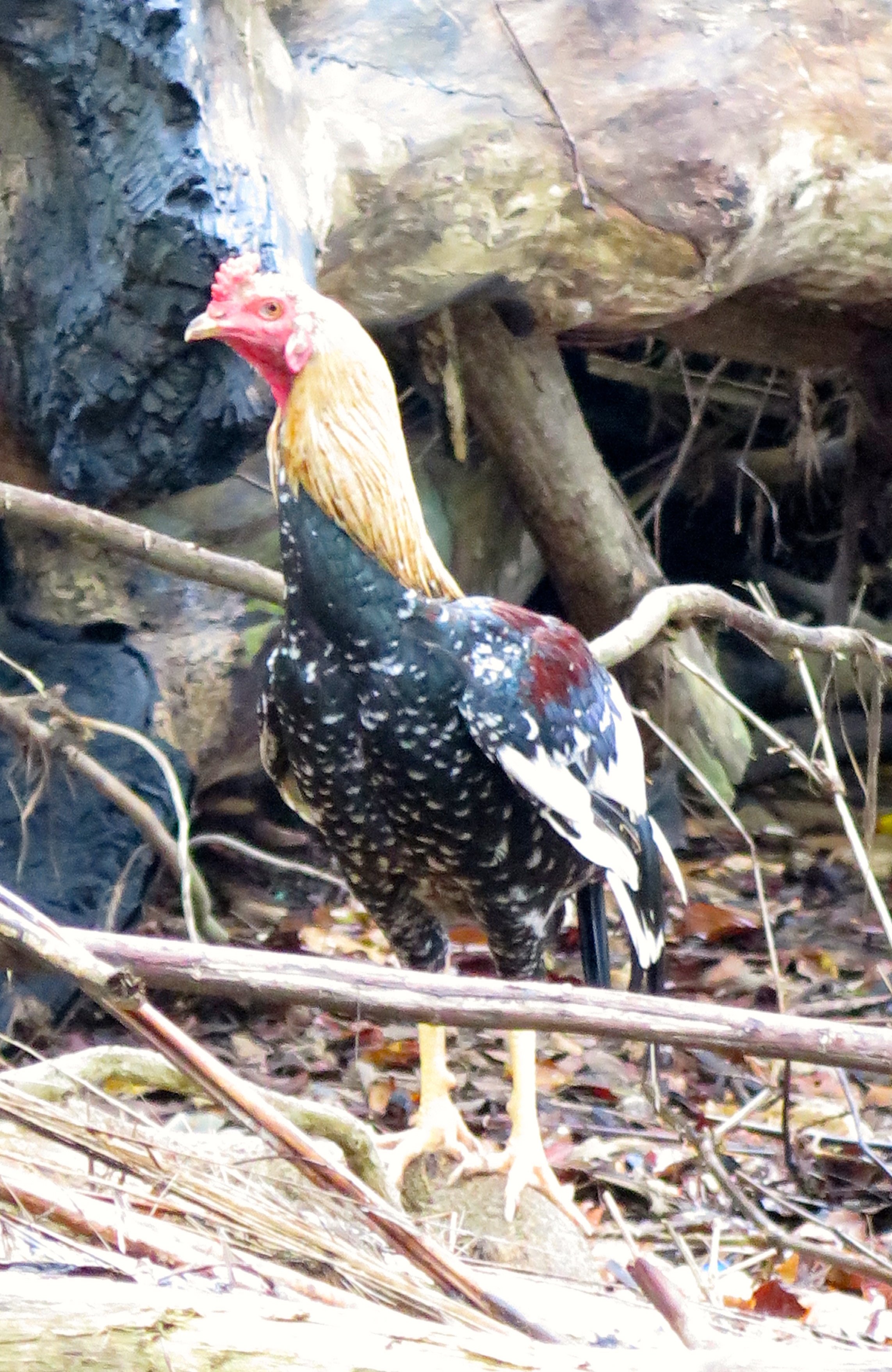 LANTA PROJECT - NOVEMBER 2014 UPDATE (92).jpg